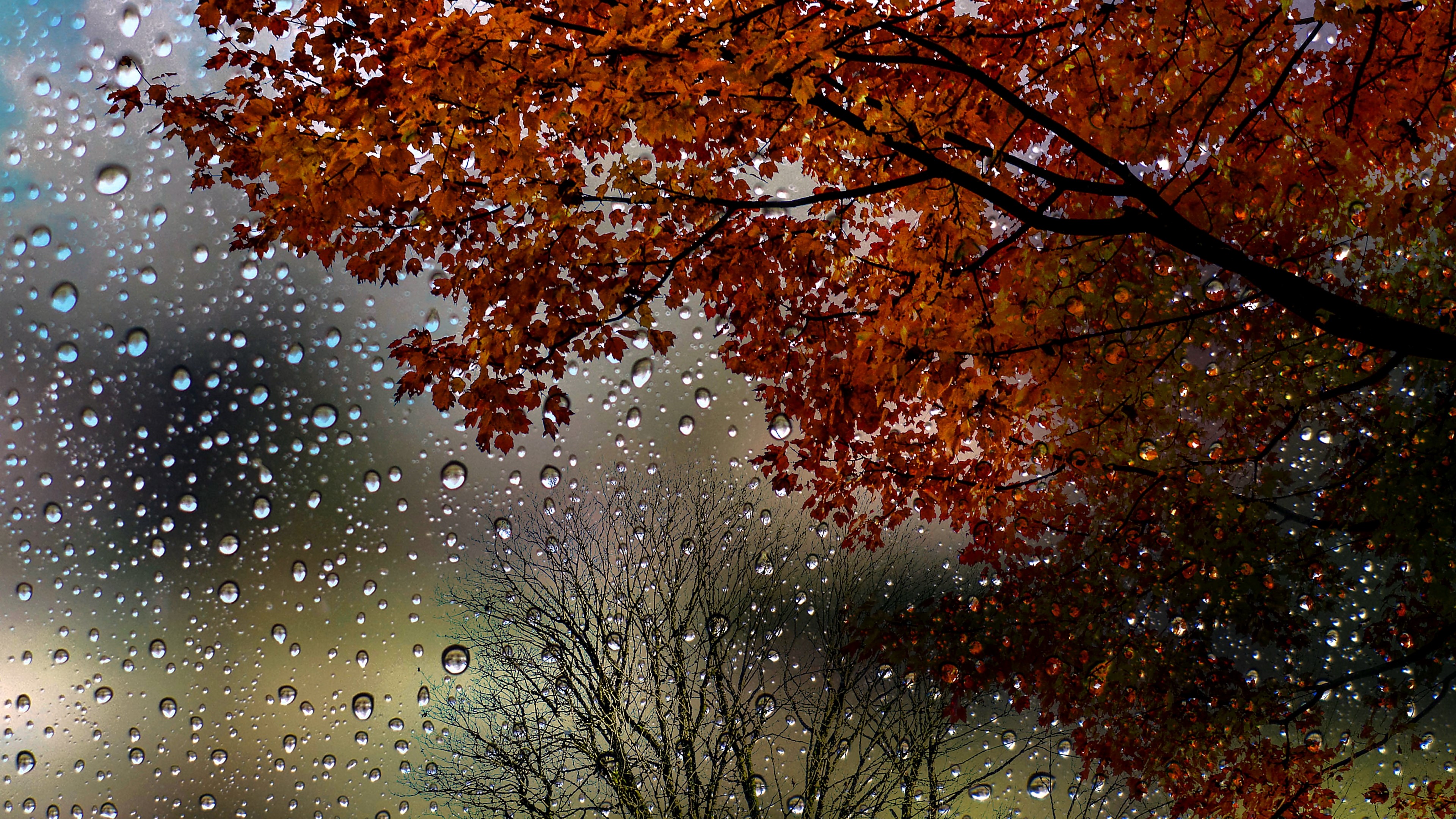4K Autumn Leaves and Raindrops on Window HD Wallpaper