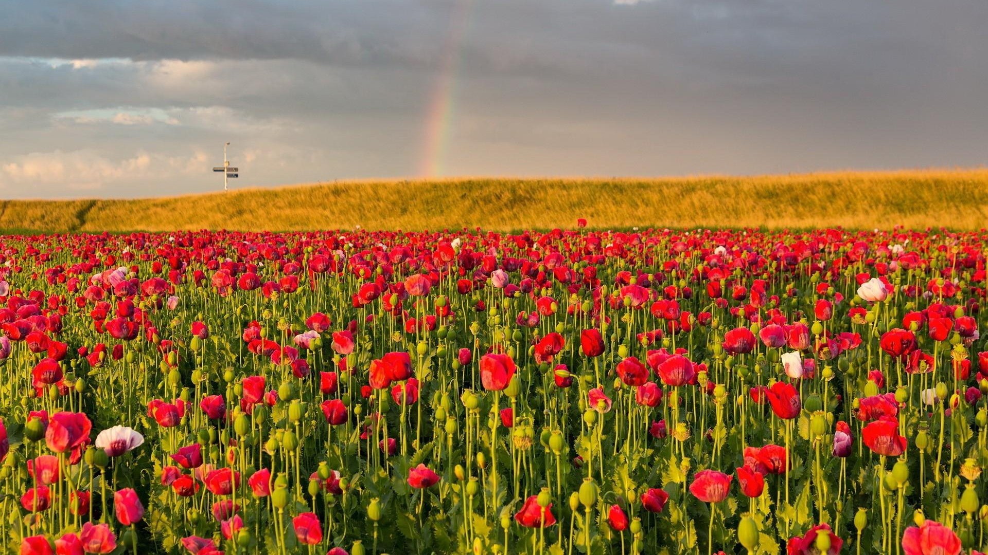 Field of red poppies with a rainbow HD Wallpaper
