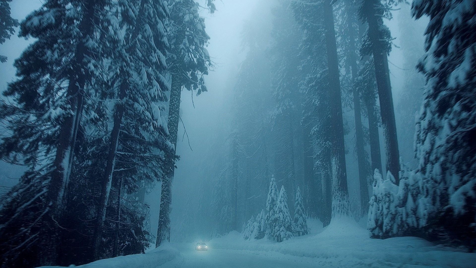Car driving through a snowy forest in fog HD Wallpaper