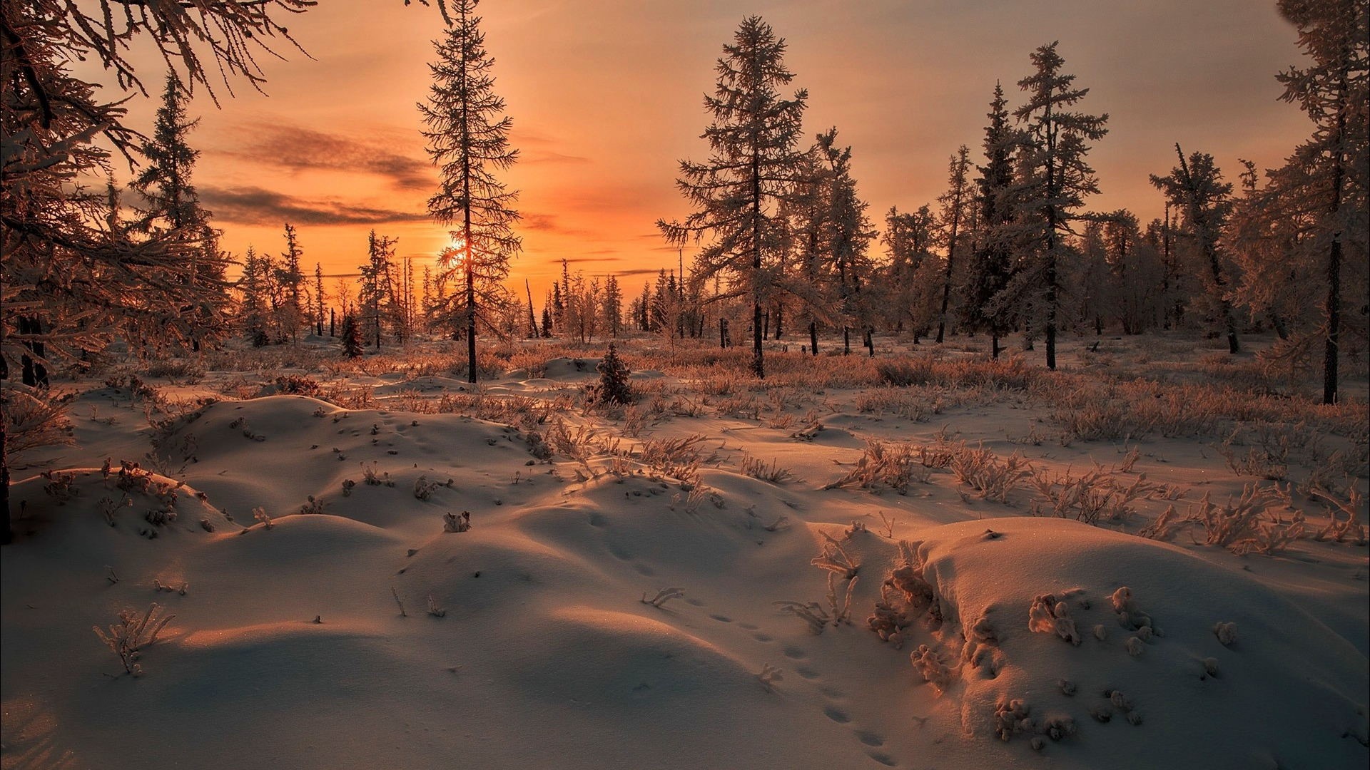 Winter forest at sunset with snow HD Wallpaper