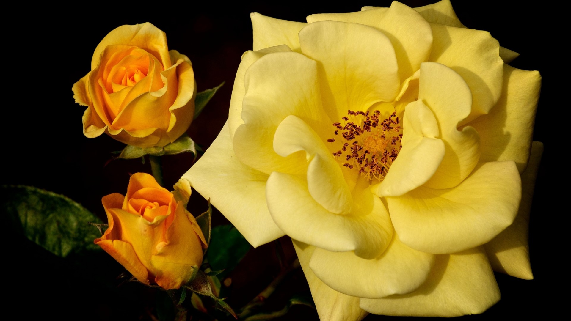 Yellow roses with buds on black background HD Wallpaper