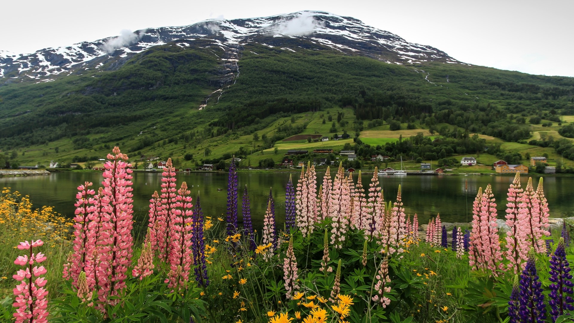 Lupine flowers in front of a mountain lake HD Wallpaper