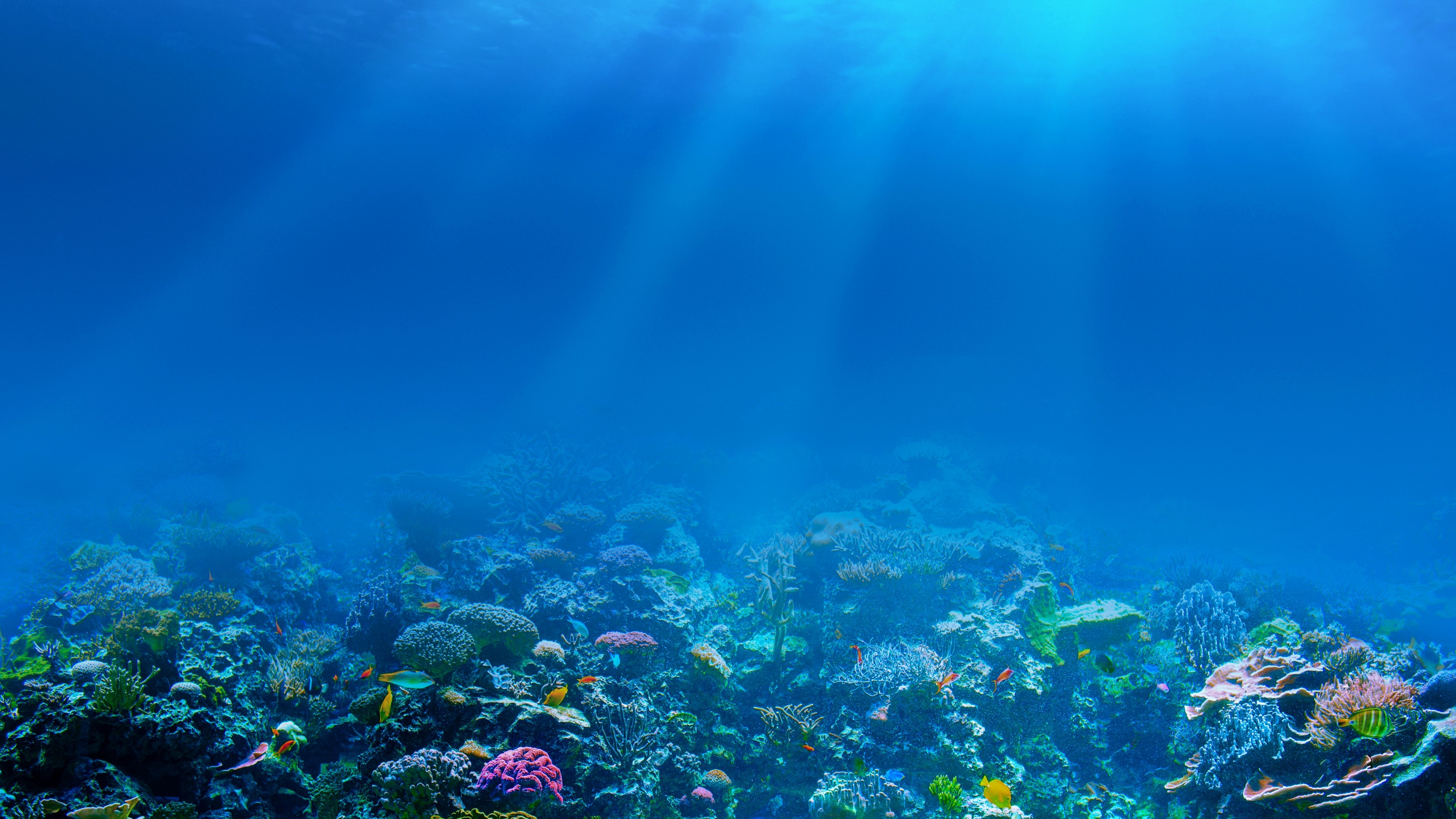 4K Underwater Coral Reef with Fish HD Wallpaper
