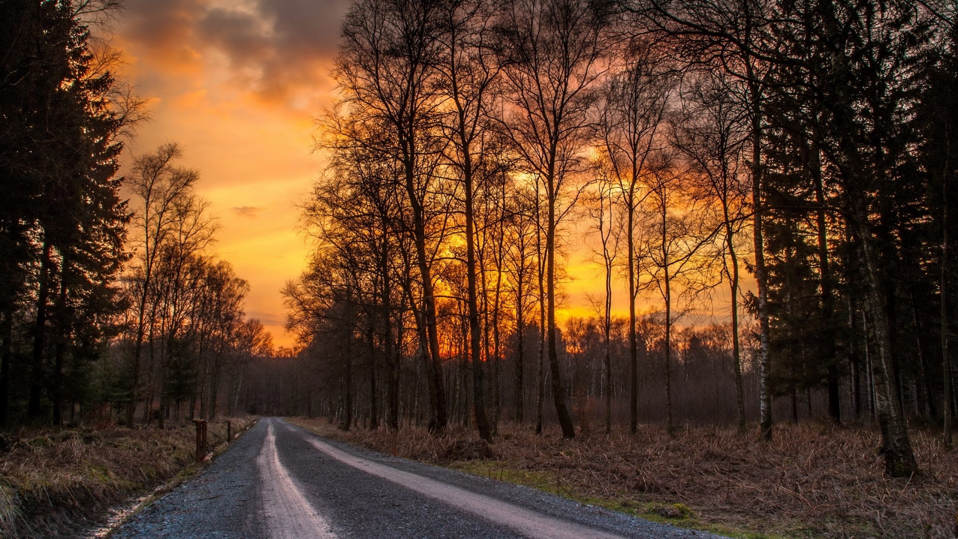 Gravel road through a forest at sunset HD Wallpaper