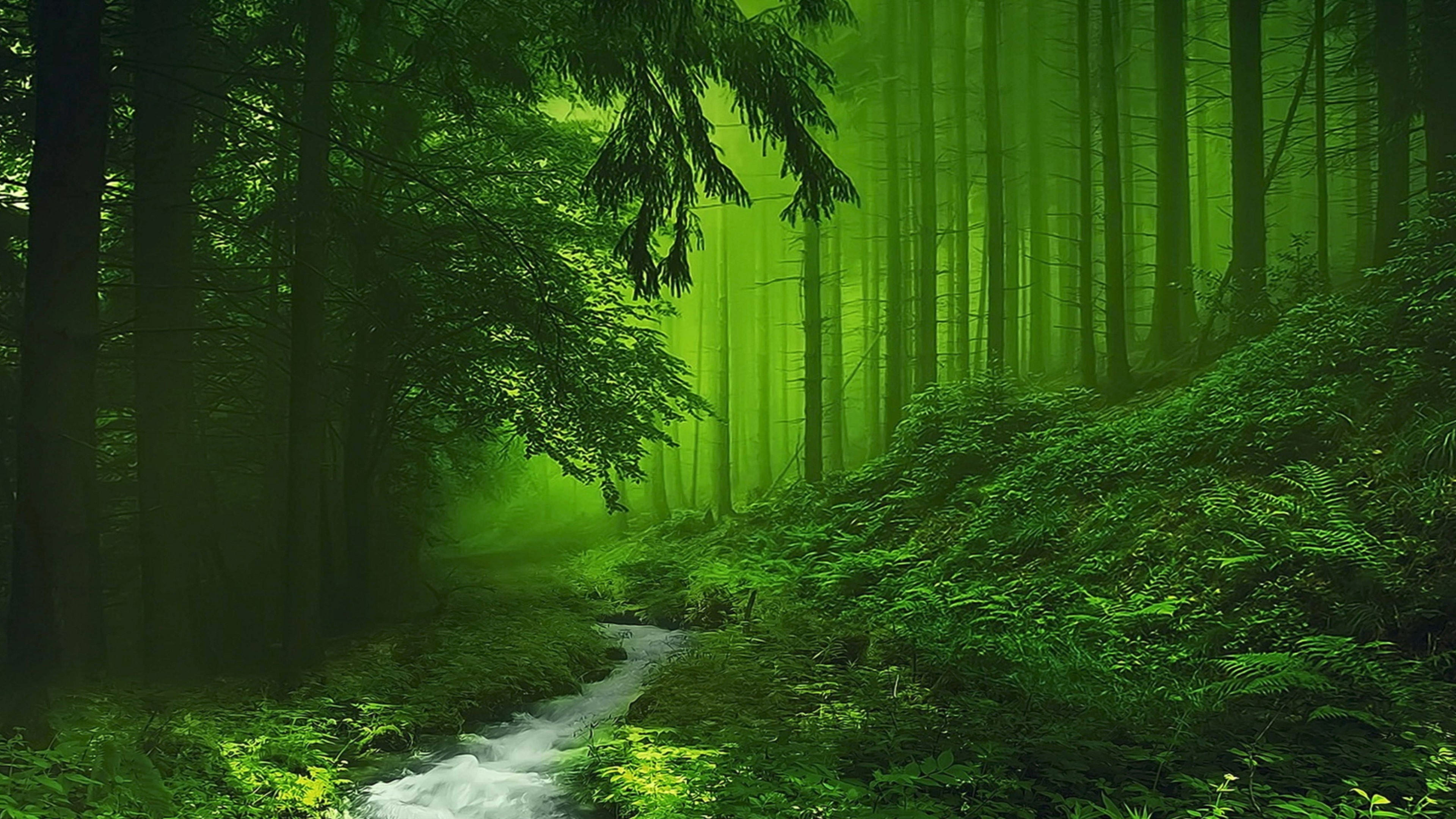 4K Forest Stream HD Wallpaper