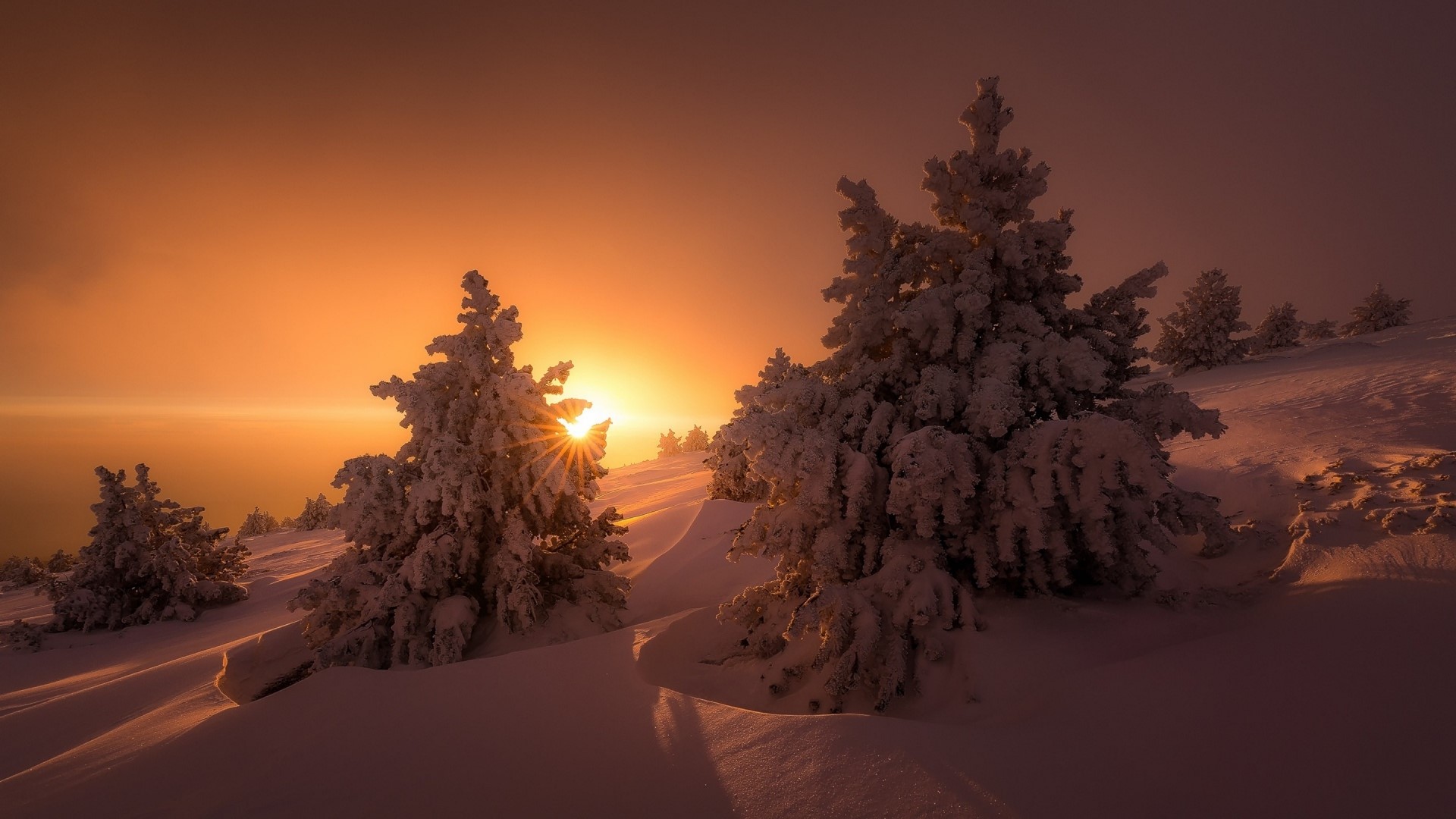 Snowy trees at sunrise HD Wallpaper