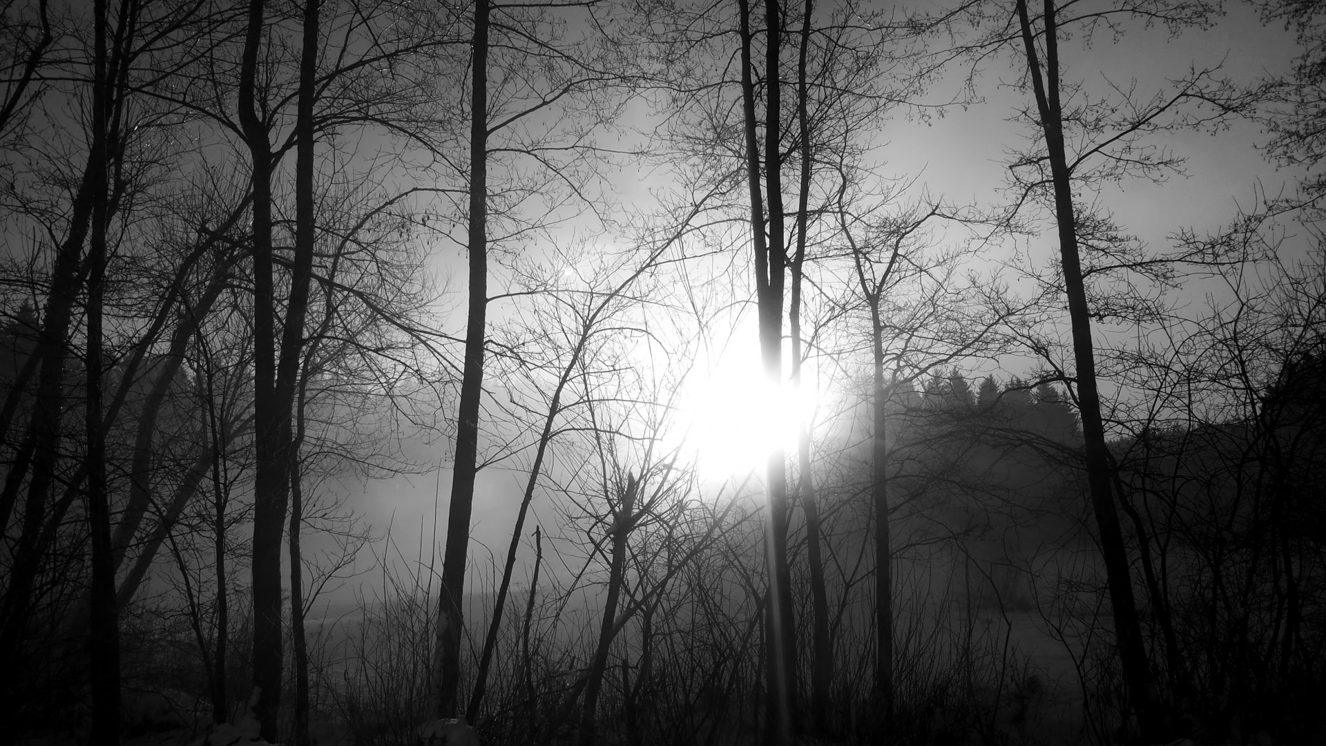 Bare trees in foggy forest with sunbeams HD Wallpaper