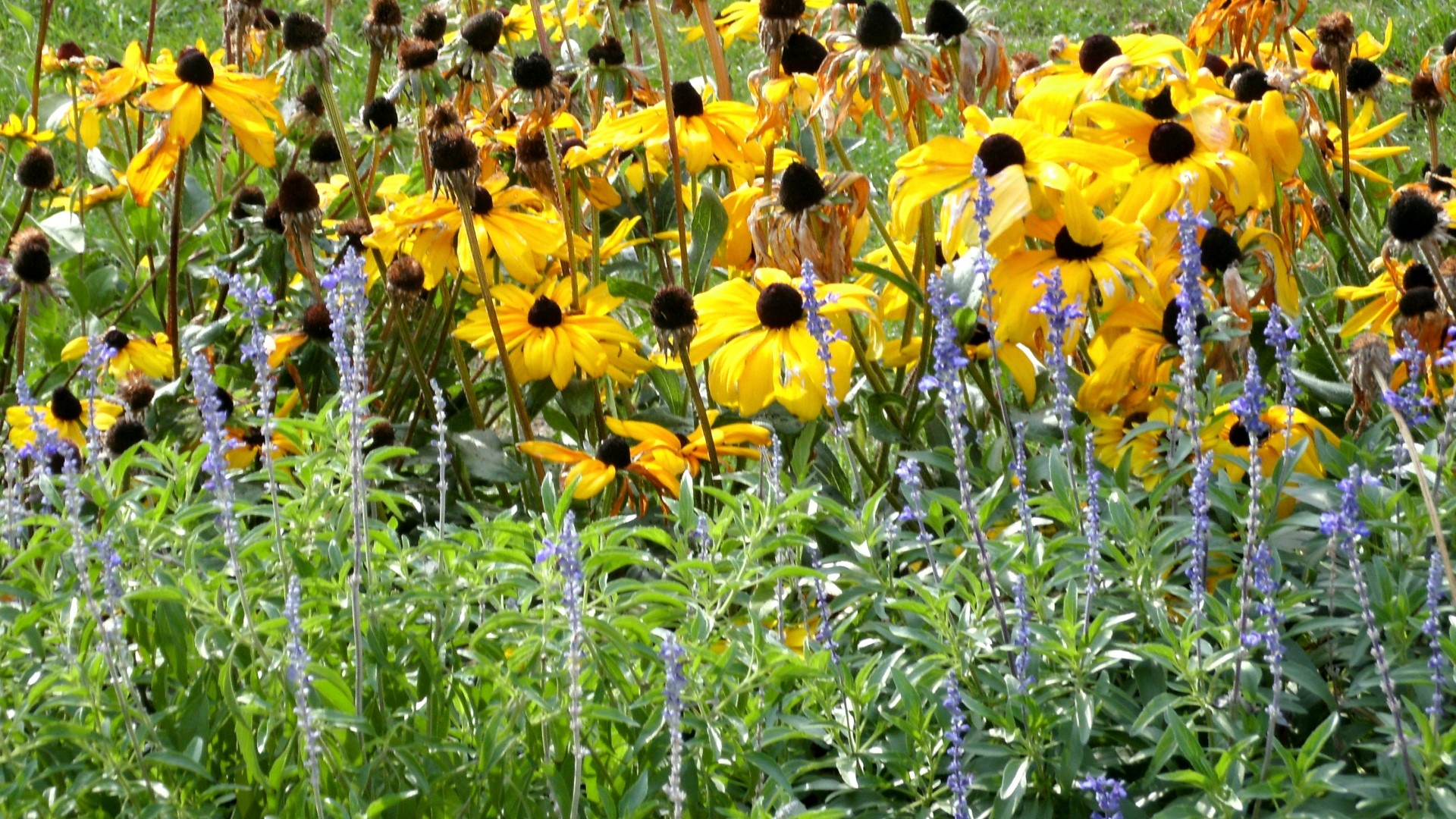 Yellow coneflowers and blue salvia flowers HD Wallpaper
