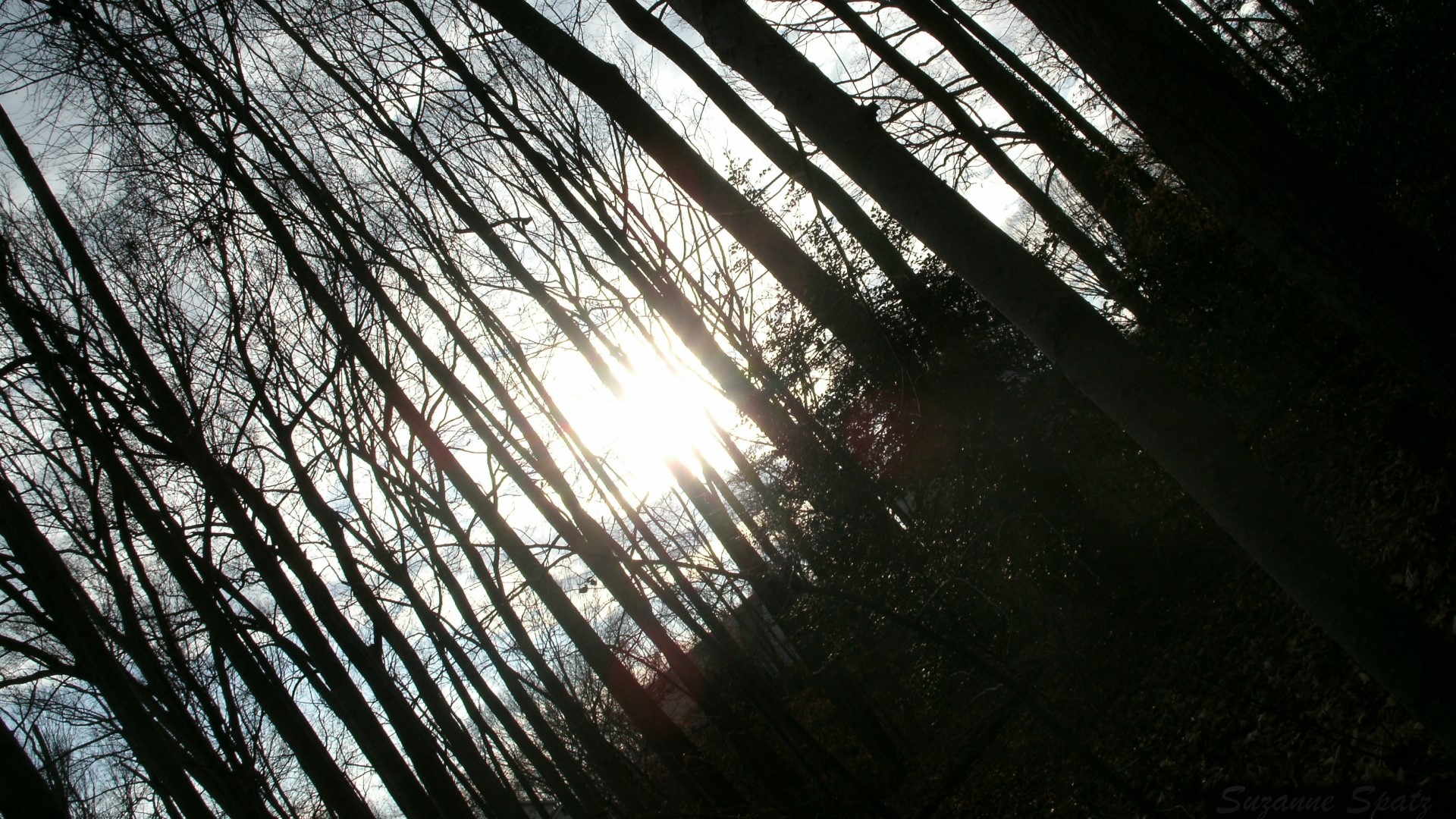 Sunlight through bare trees in a forest HD Wallpaper