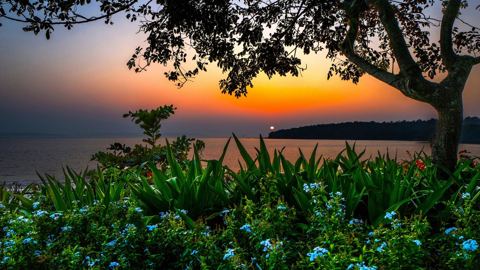 Sunset over the ocean with trees and flowers HD Wallpaper