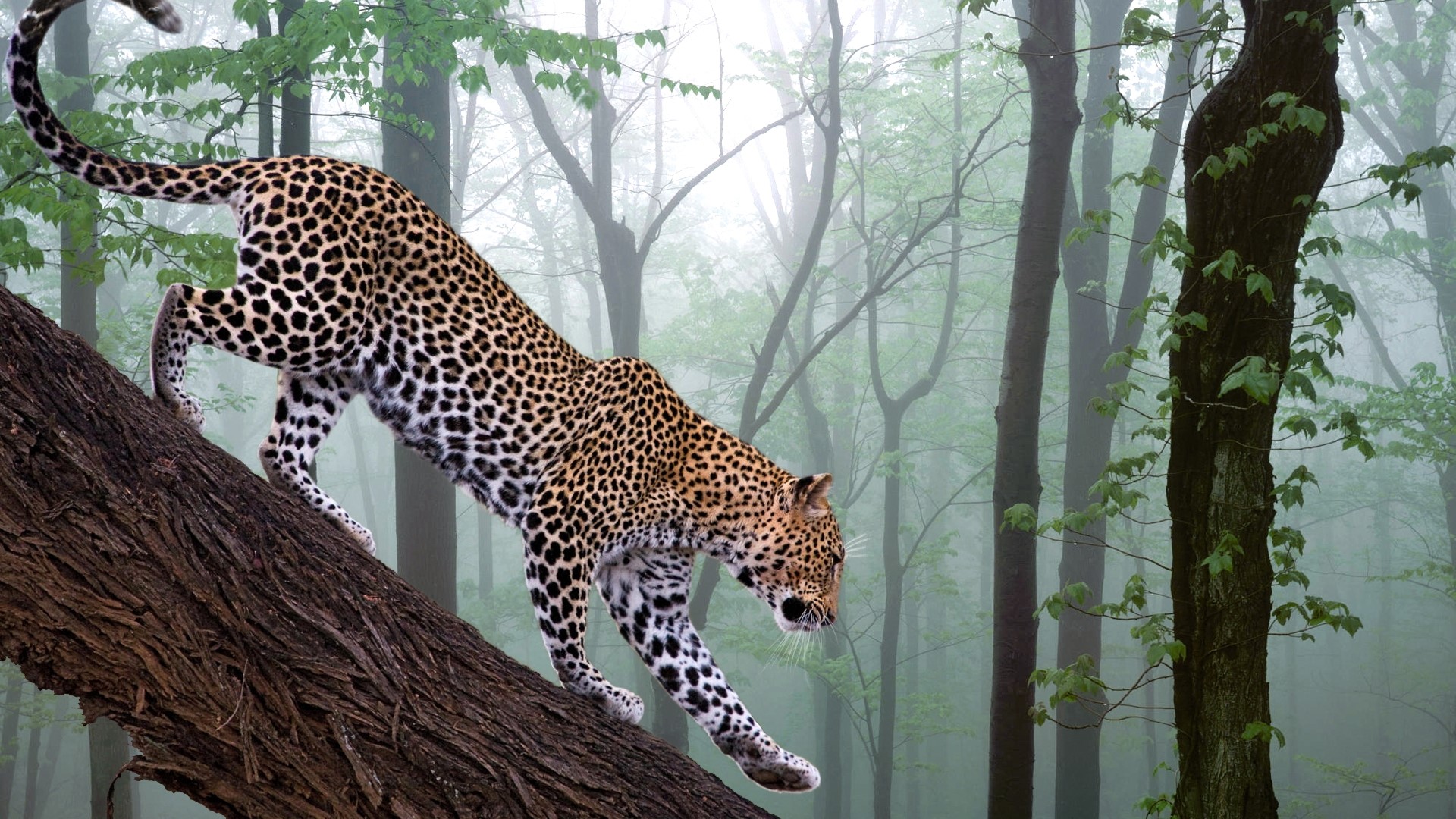 Leopard climbing a tree in a foggy forest HD Wallpaper