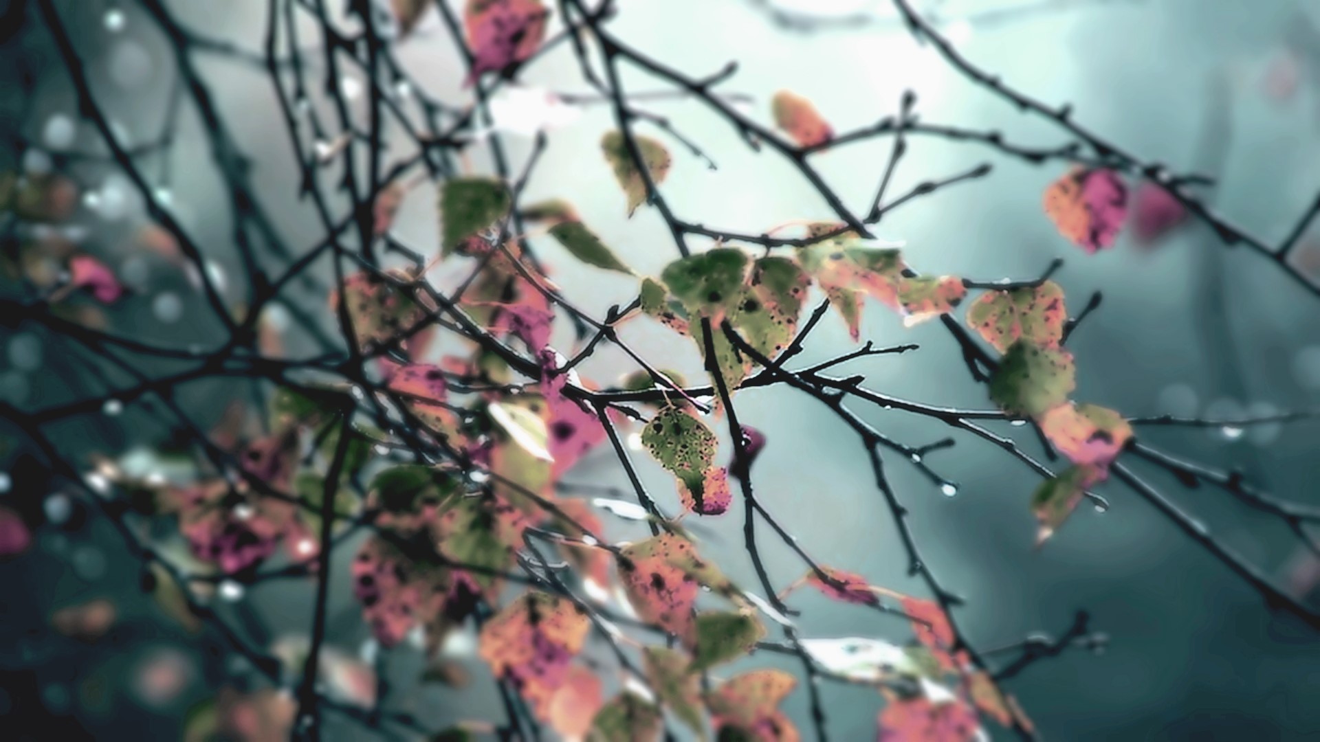 Autumn leaves on branches with water drops HD Wallpaper