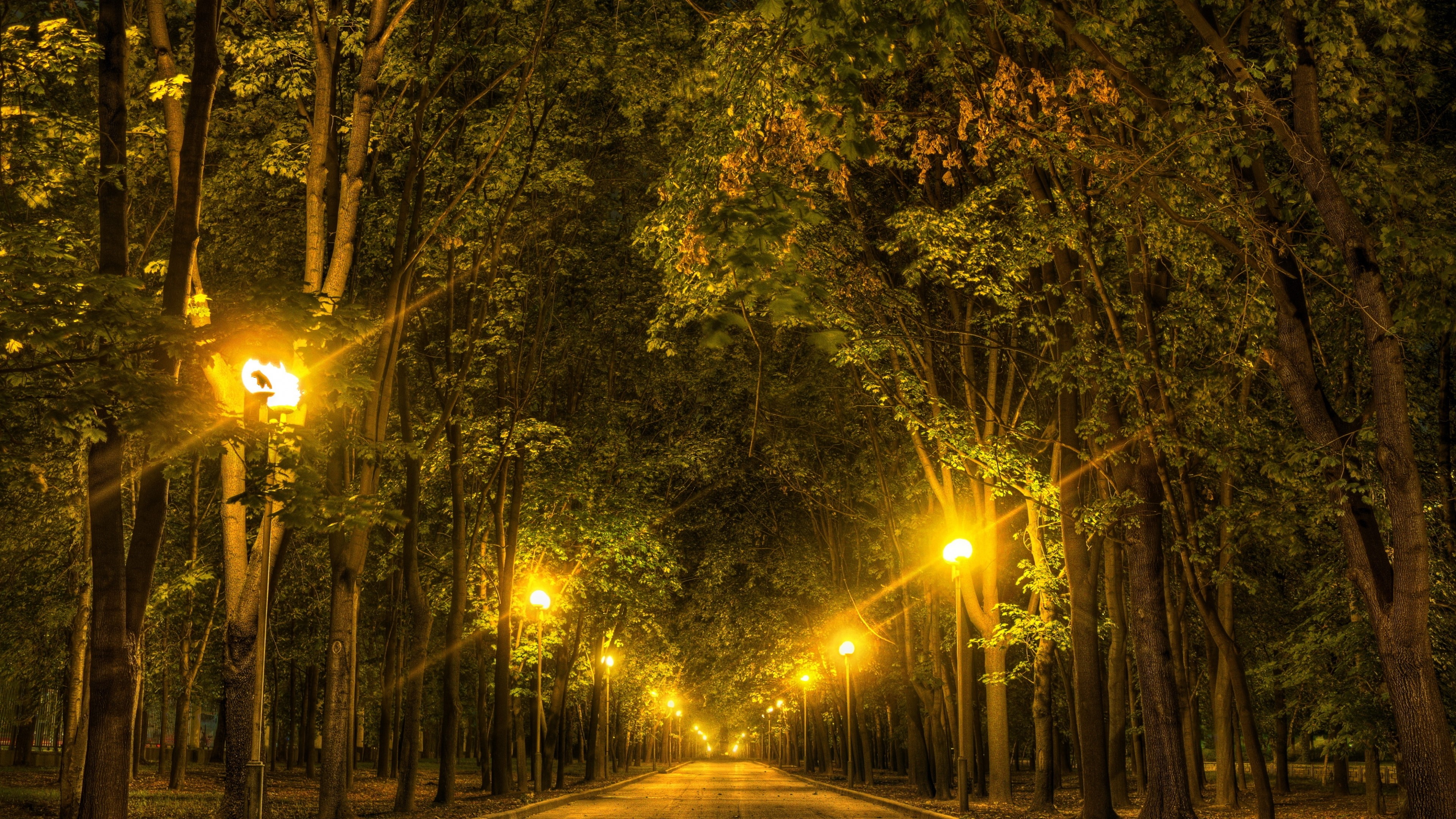 4K Alley with Streetlights and Trees HD Wallpaper