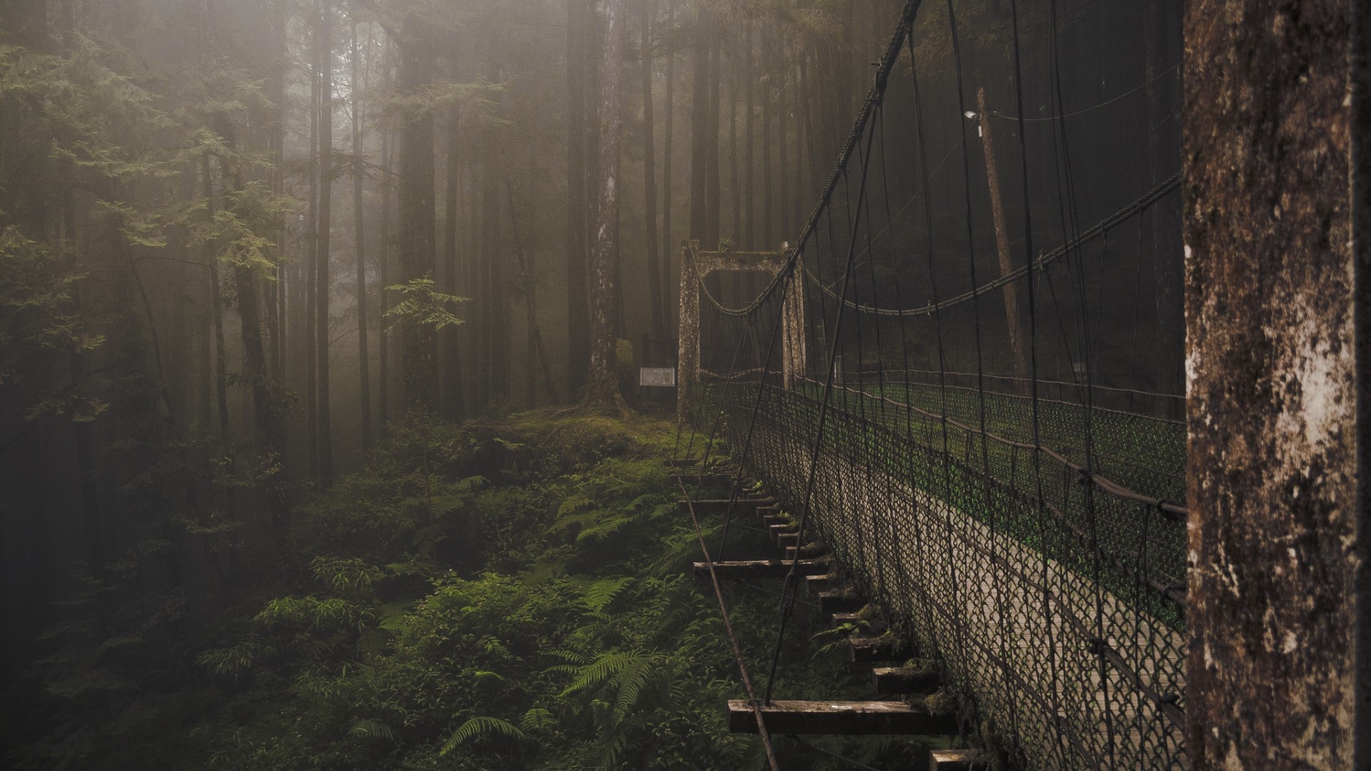 Suspension bridge in a foggy forest HD Wallpaper
