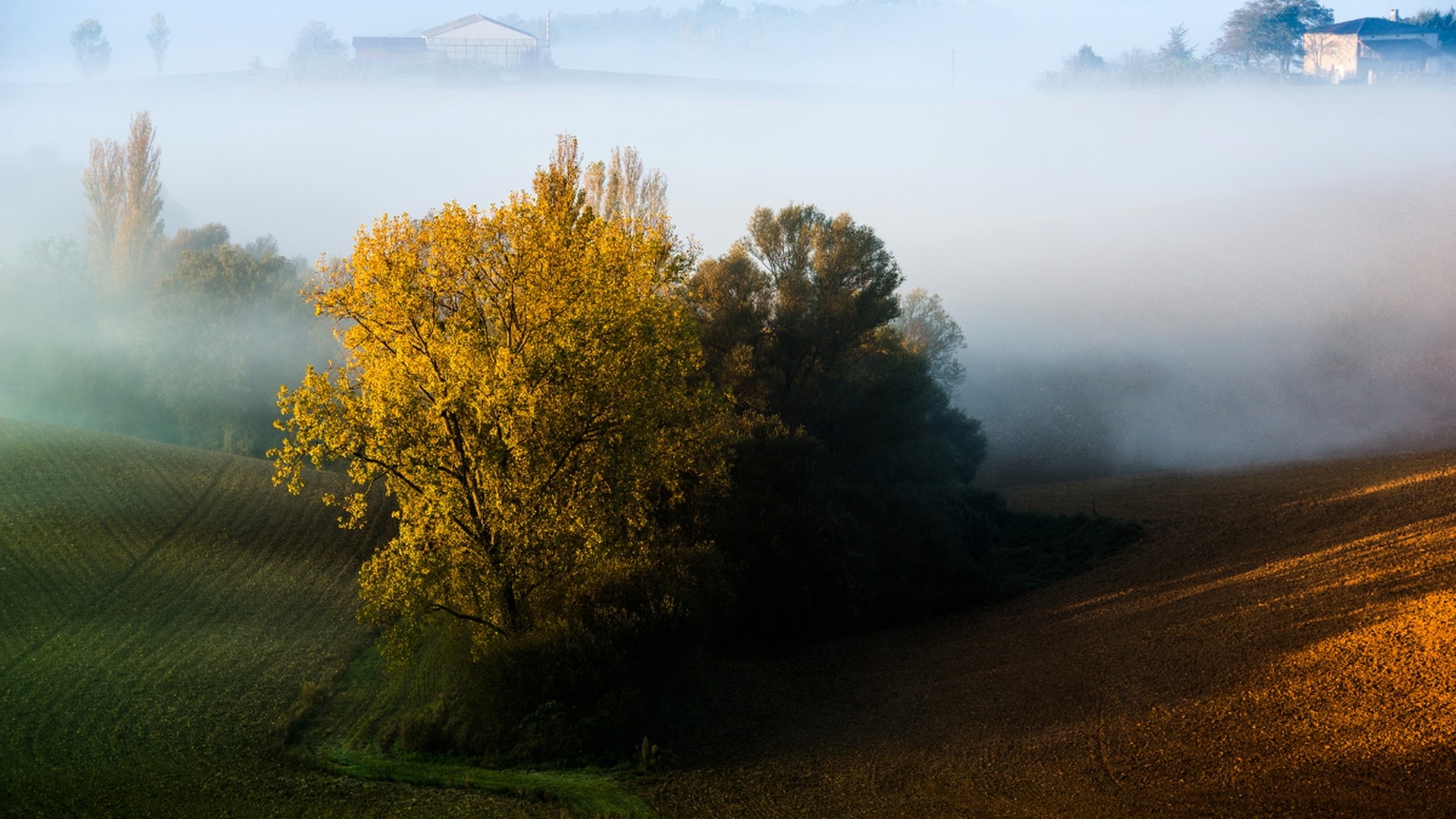 Foggy landscape with trees and fields HD Wallpaper