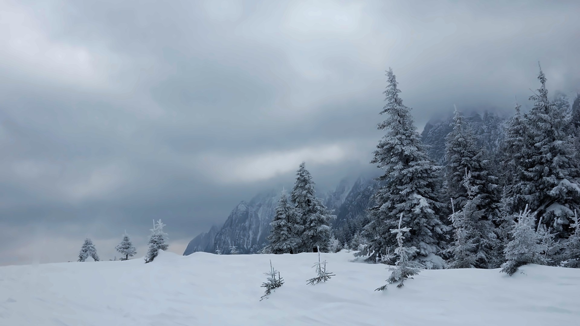Snowy mountain landscape with pine trees HD Wallpaper