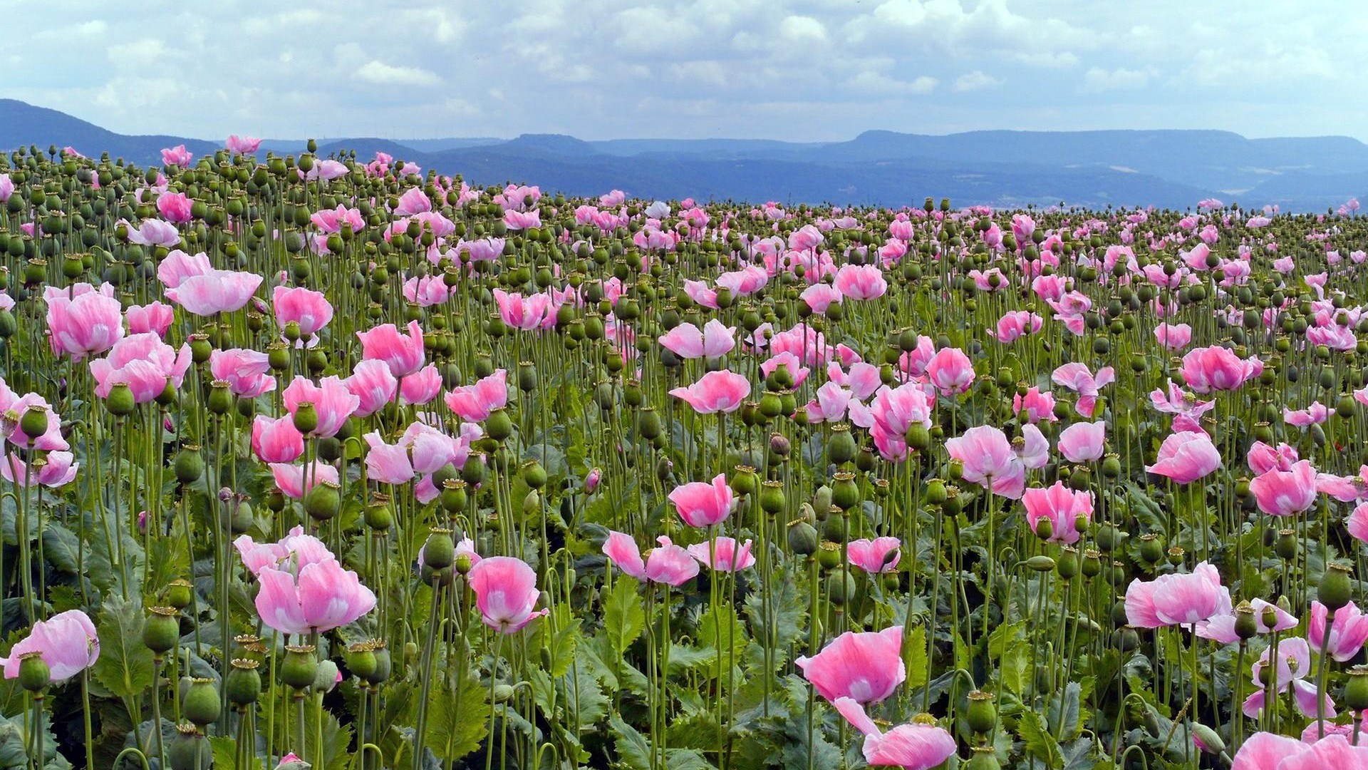 Field of pink poppies and seed pods HD Wallpaper