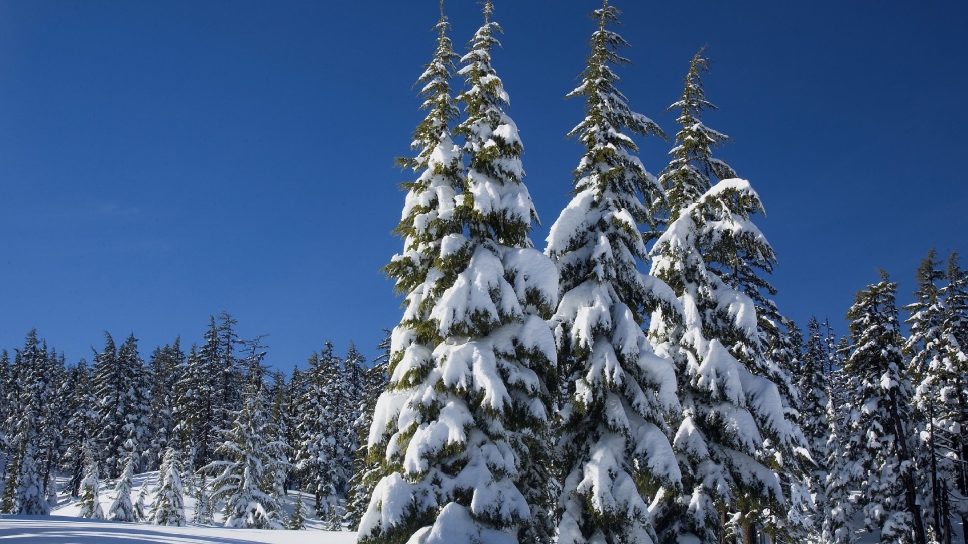 Snow-covered evergreen trees under a clear blue sky HD Wallpaper