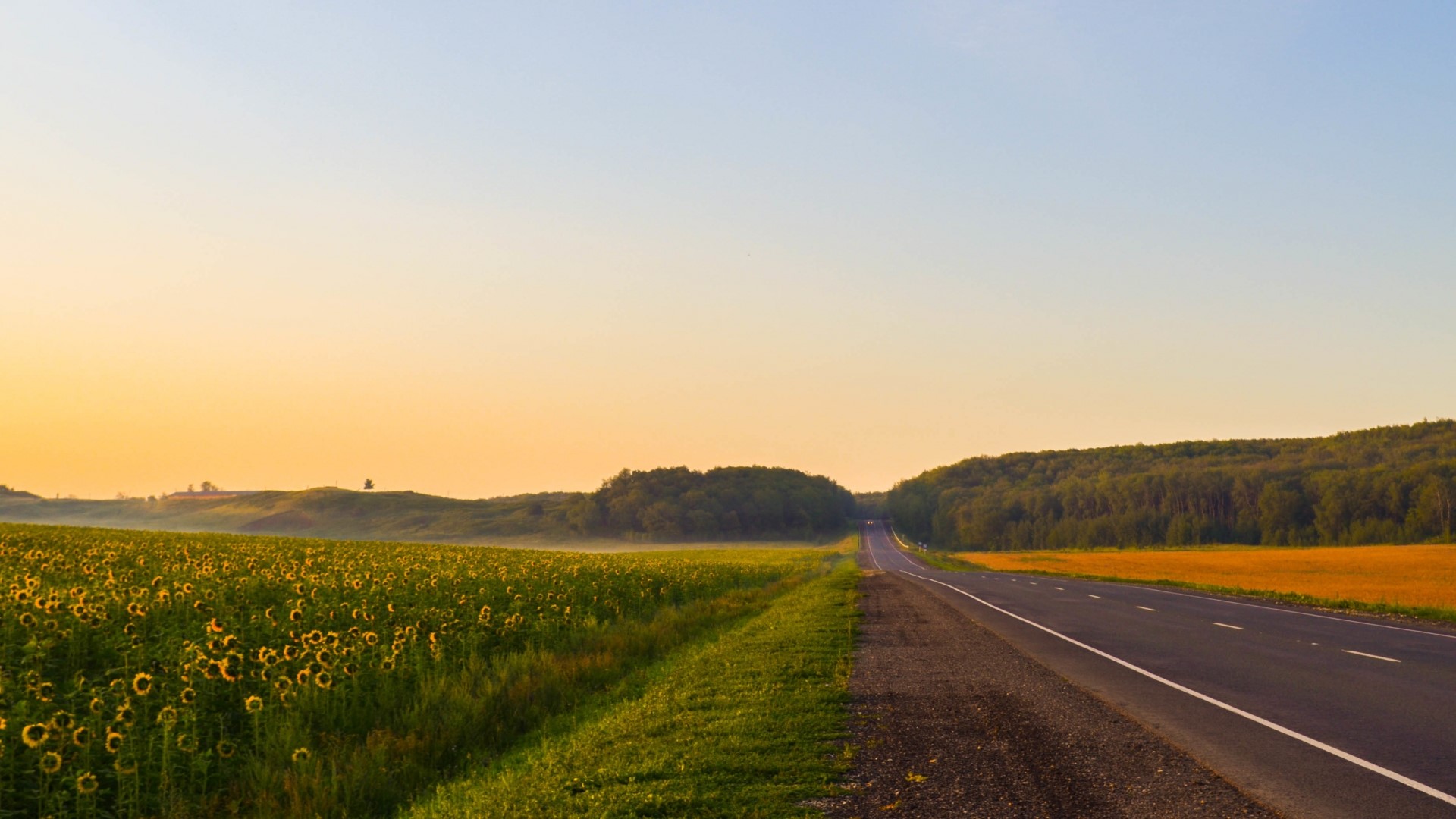Road through sunflower field at sunrise HD Wallpaper