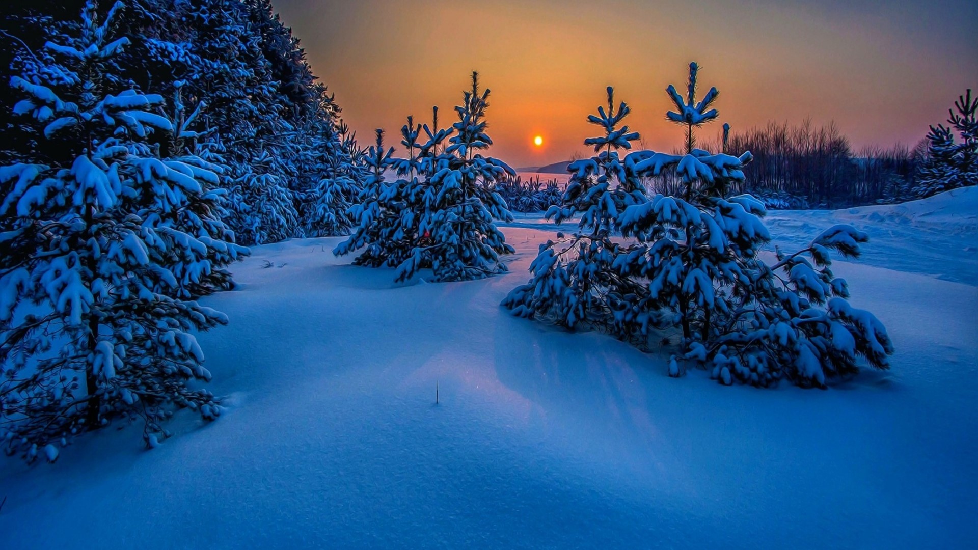 Snowy pine forest at sunset HD Wallpaper