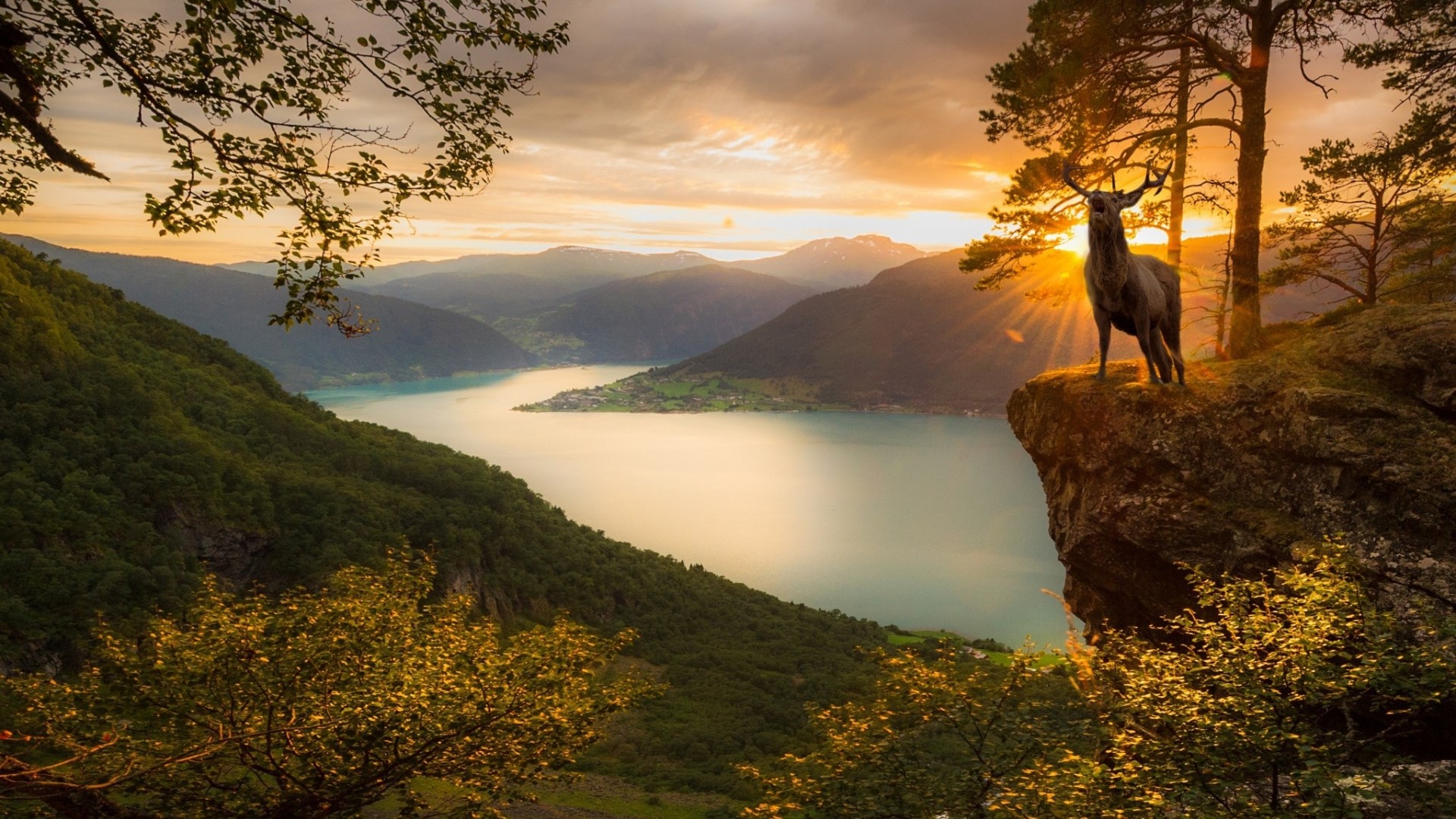 Deer on a cliff overlooking a fjord at sunset HD Wallpaper