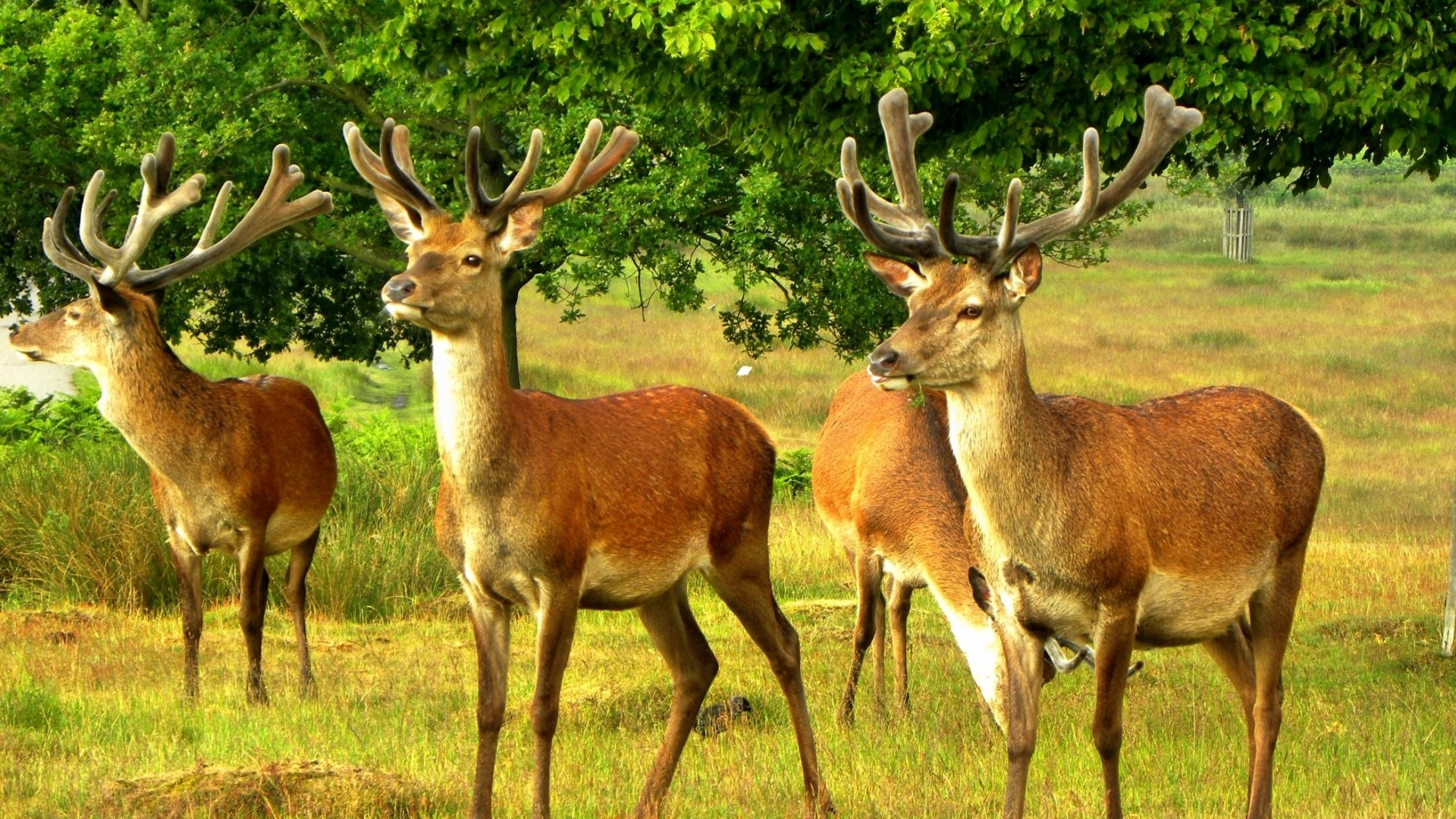 Four deer with antlers in a grassy field HD Wallpaper