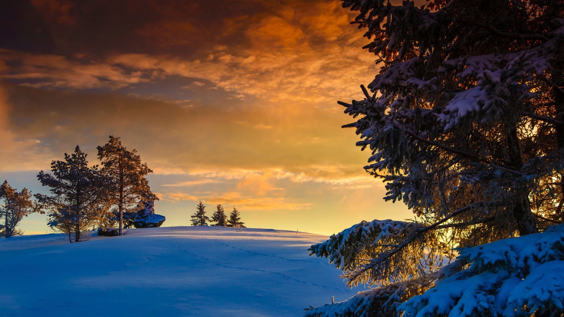 Snowy landscape with trees at sunset HD Wallpaper