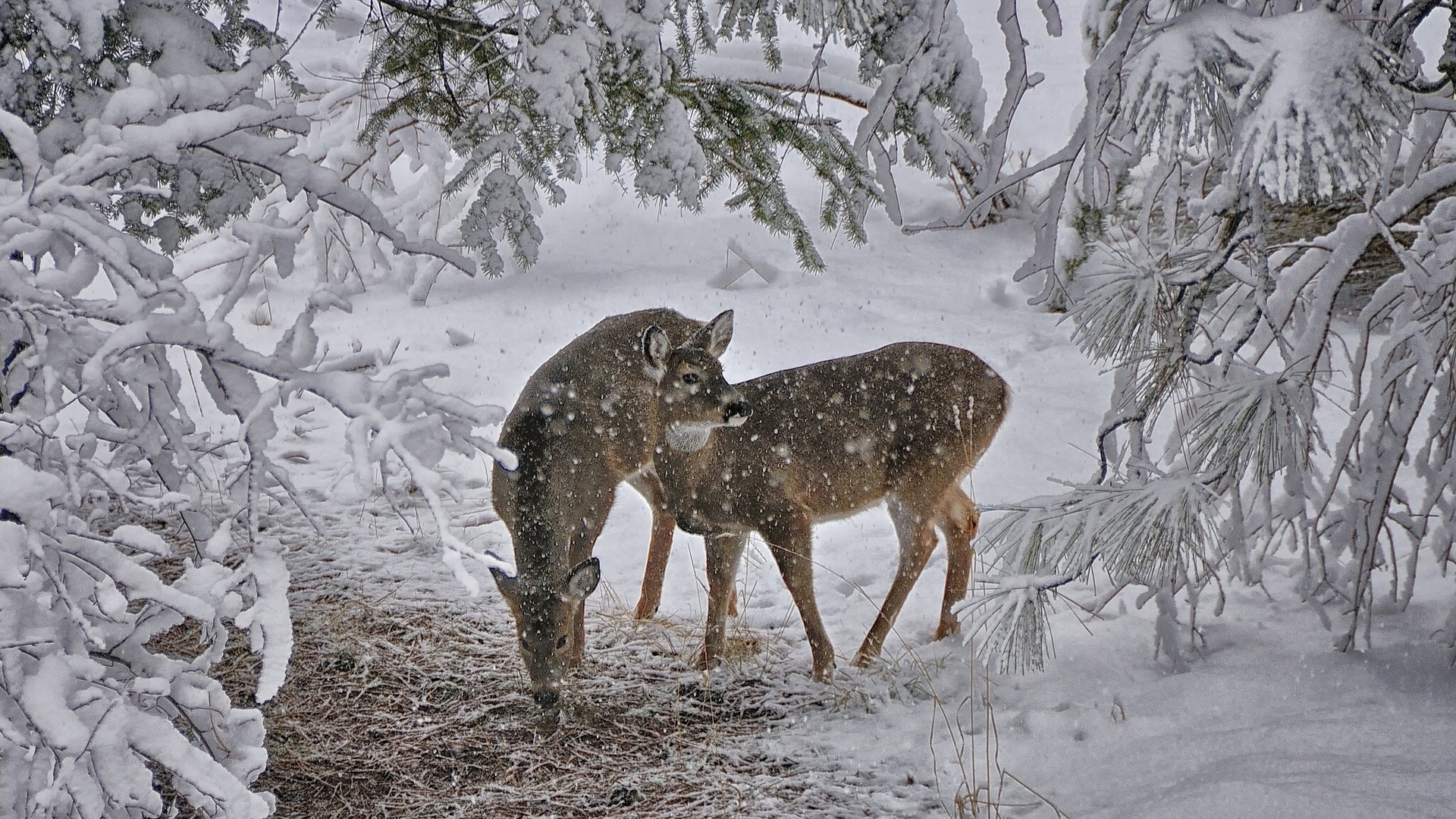 Two deer in a snowy forest HD Wallpaper