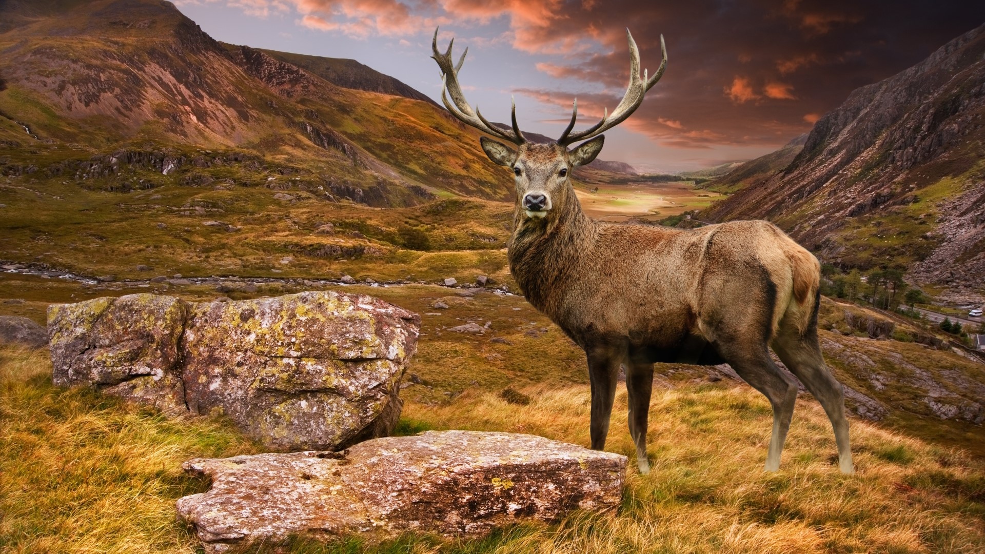 Deer with large antlers in a mountainous landscape HD Wallpaper