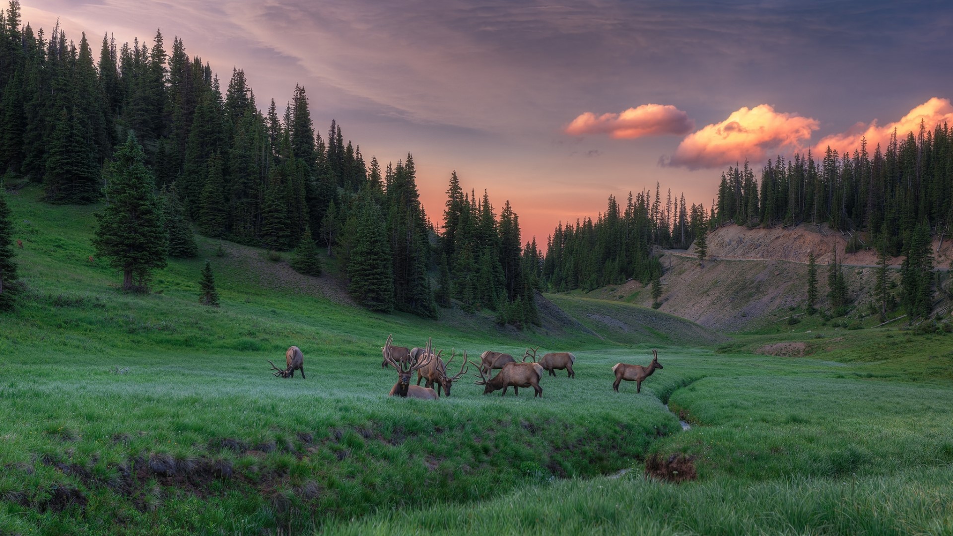 Elk herd grazing in a mountain meadow at sunset HD Wallpaper