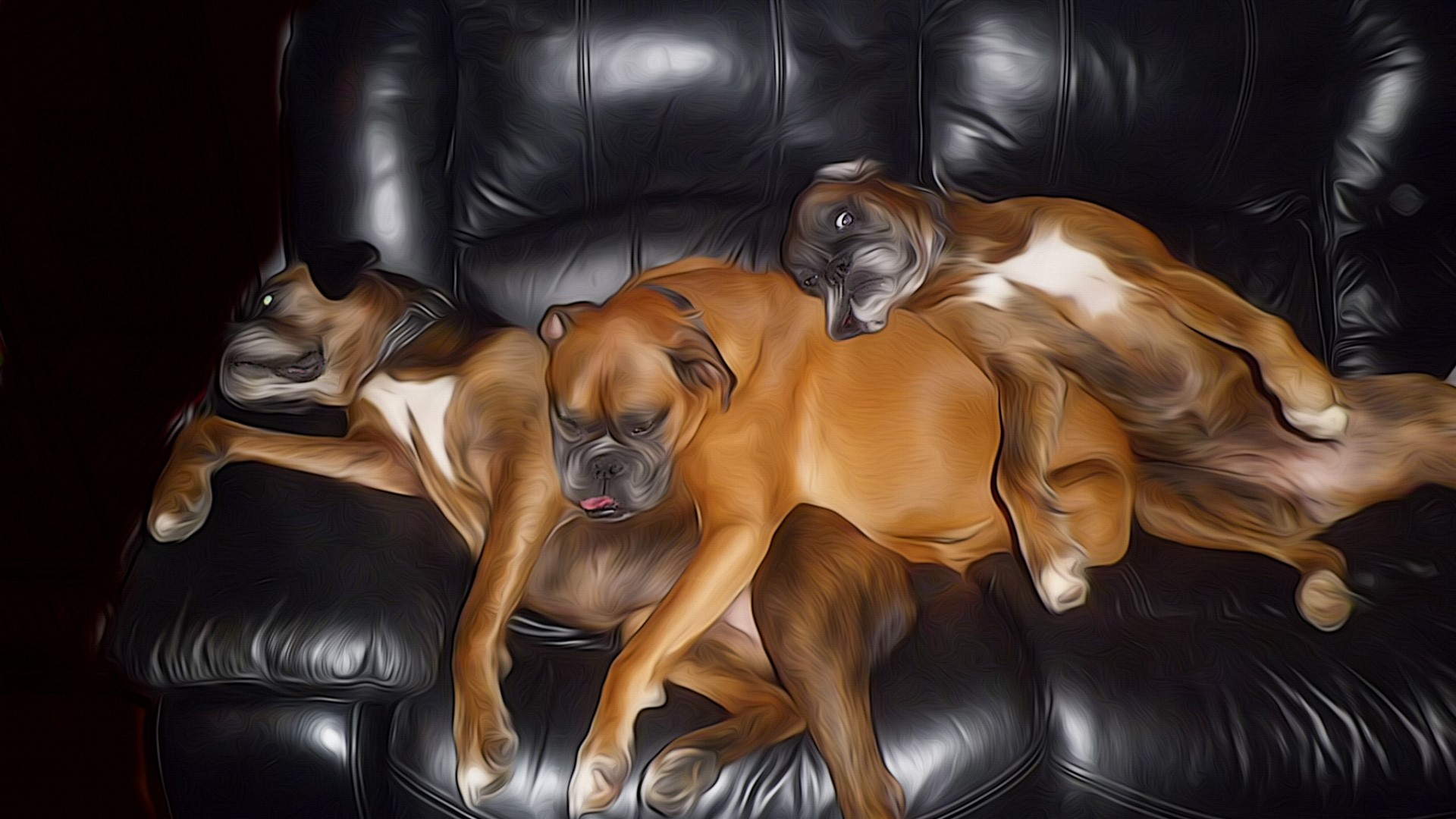 Three Boxer dogs sleeping on a leather couch HD Wallpaper