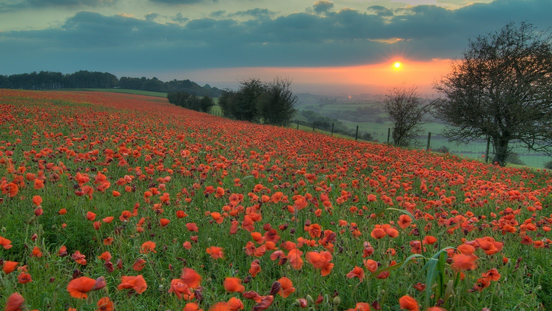 Field of poppies at sunset HD Wallpaper
