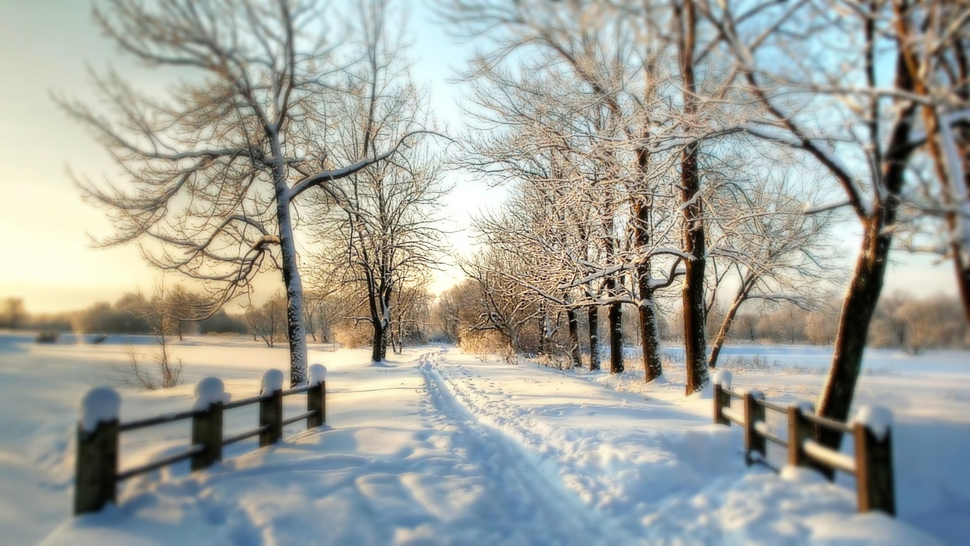 Snowy path through trees in winter HD Wallpaper