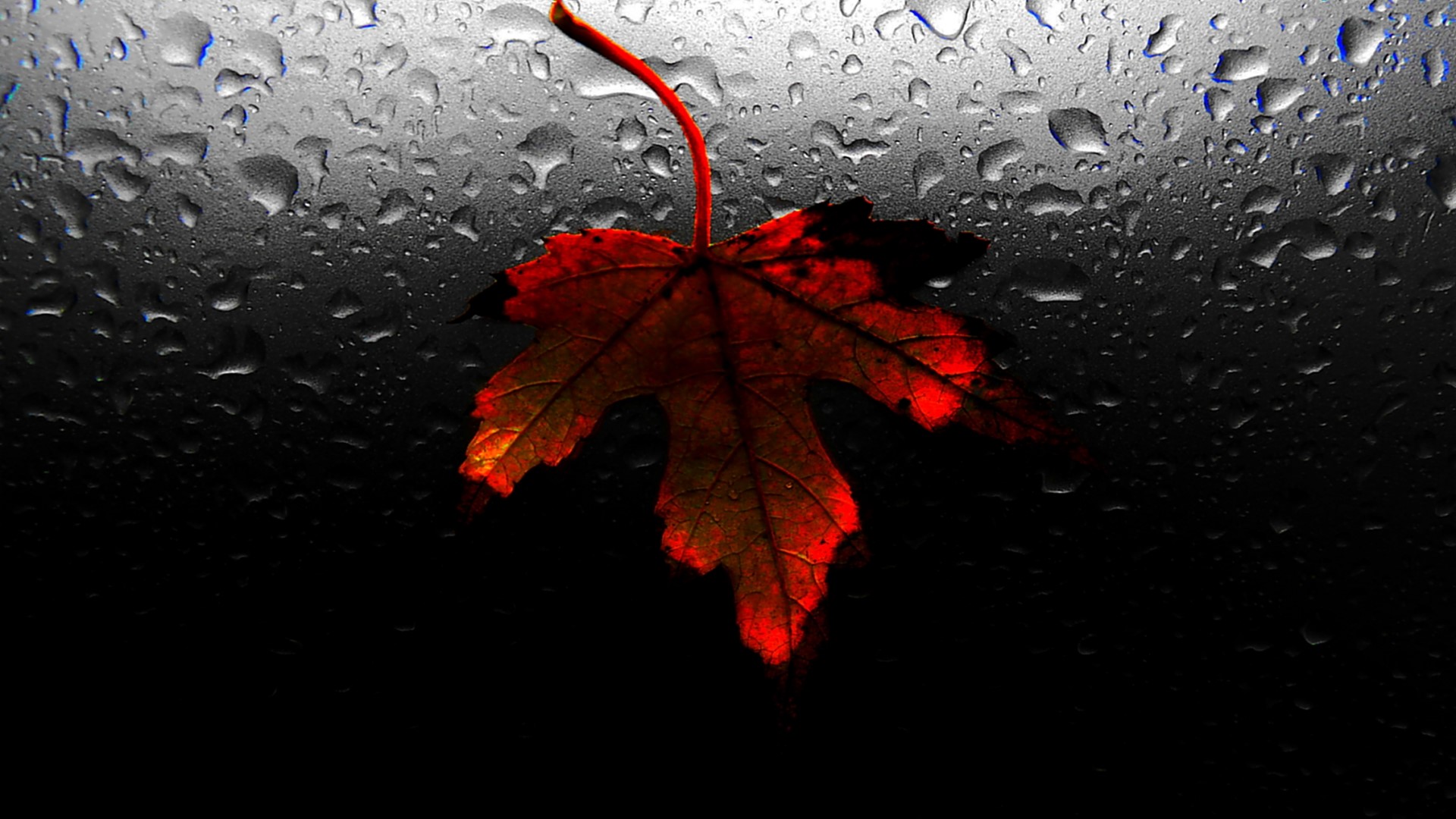 Red leaf on wet surface HD Wallpaper