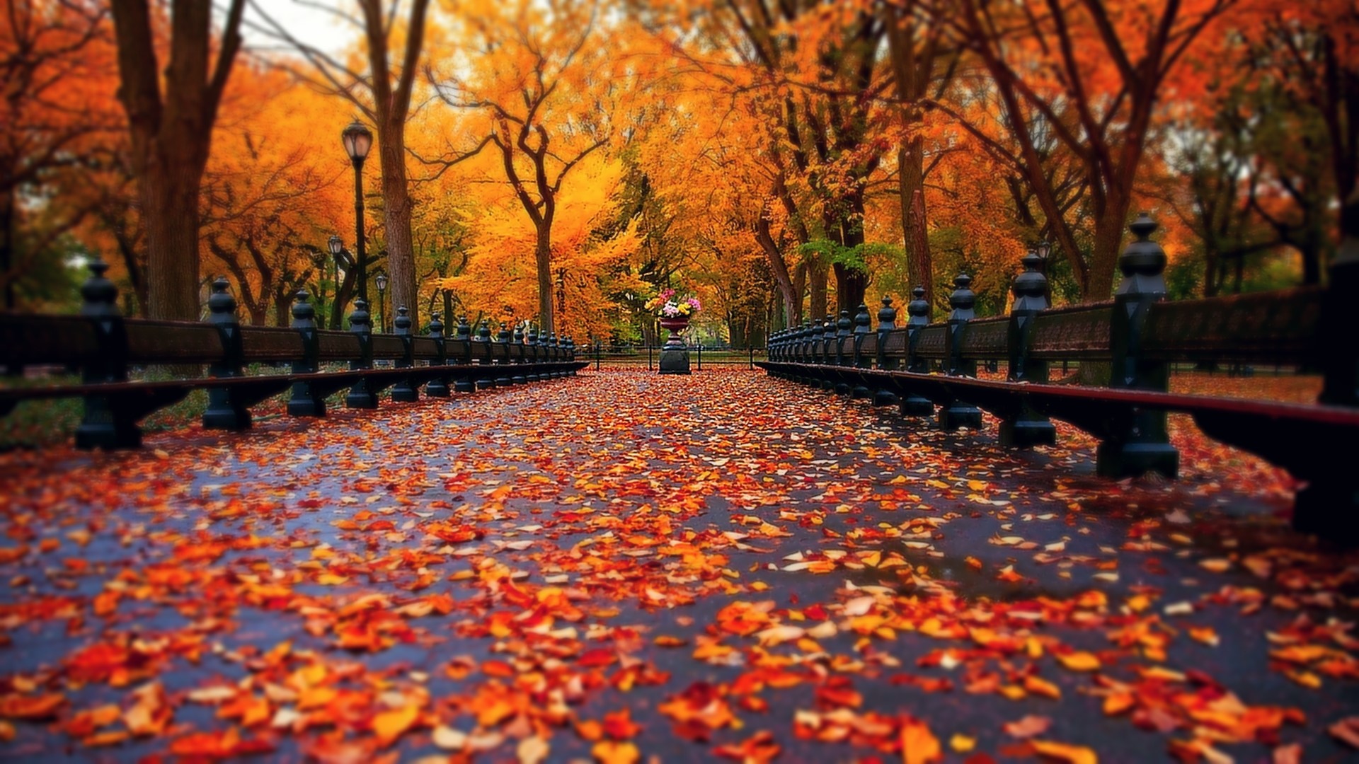 Autumn park path with fallen leaves and benches HD Wallpaper