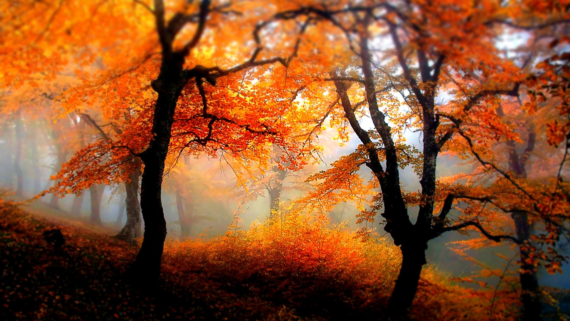 Autumn forest with orange leaves and fog HD Wallpaper