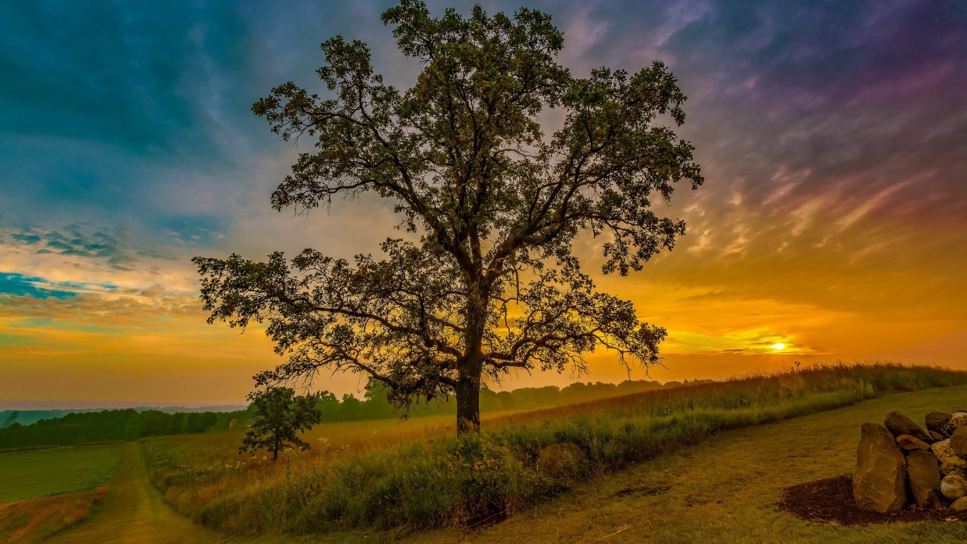 Tree in a field at sunset HD Wallpaper