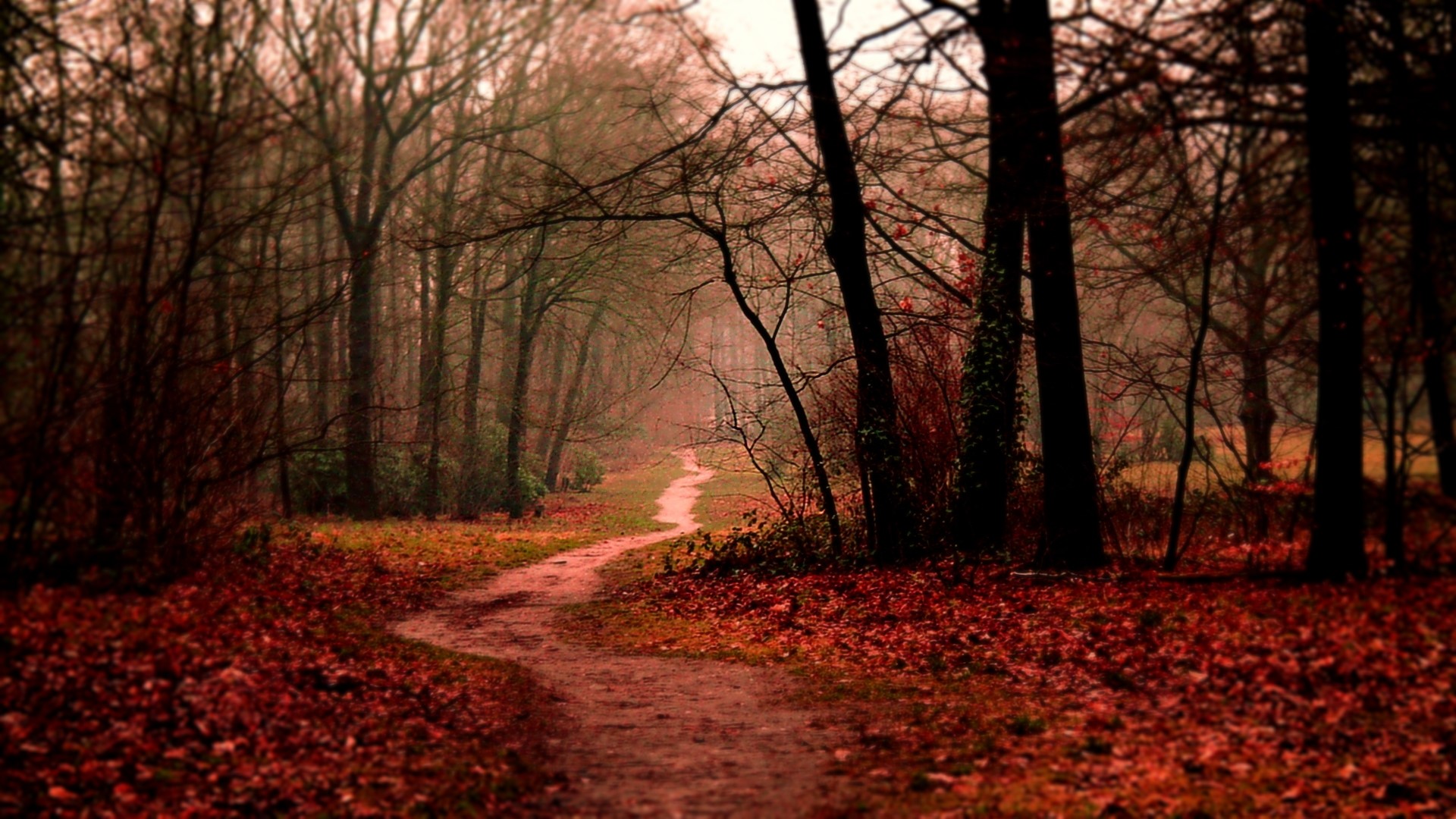 Autumn forest path with fallen leaves HD Wallpaper