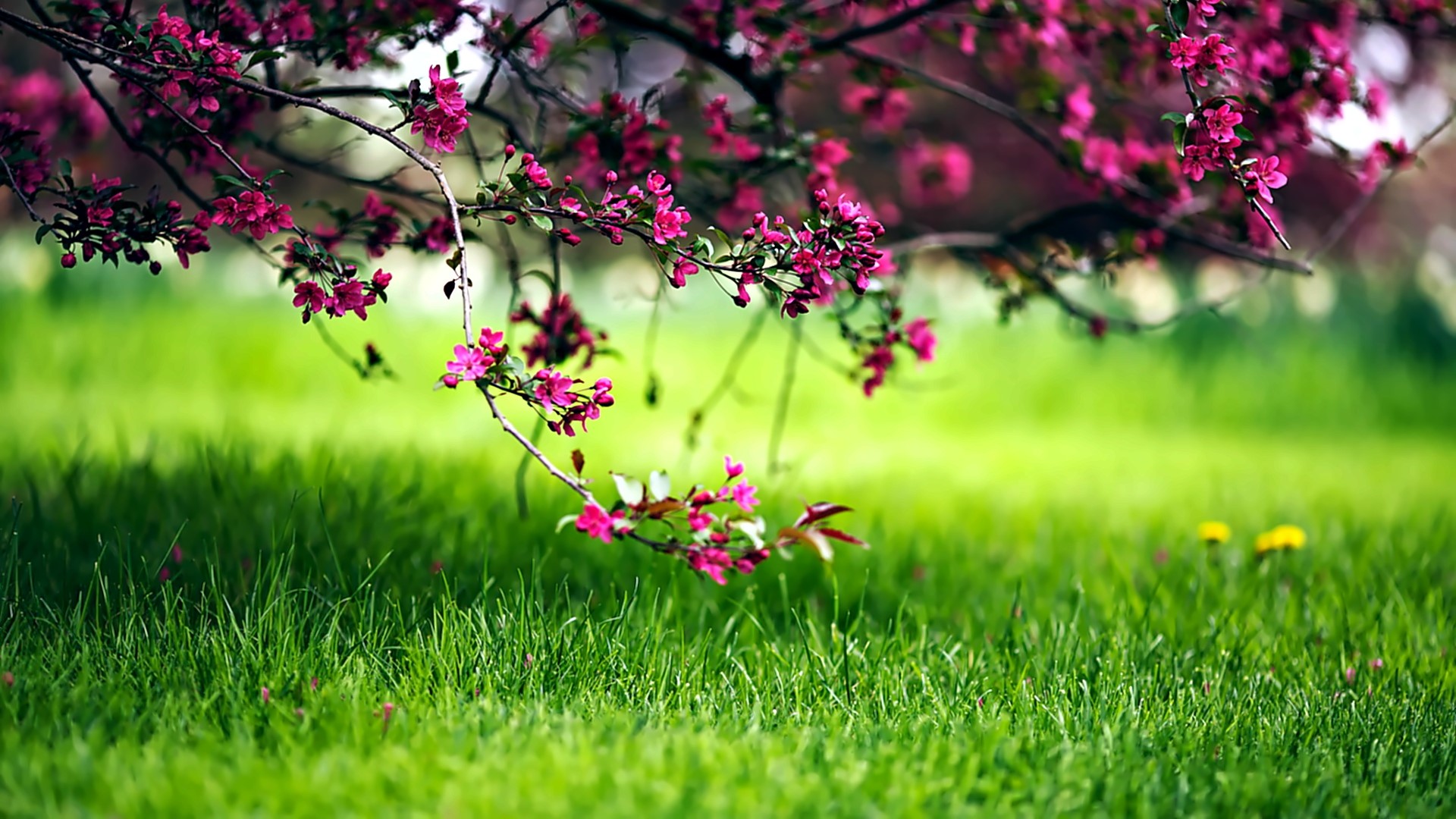 Pink blossoms on a tree branch over green grass HD Wallpaper