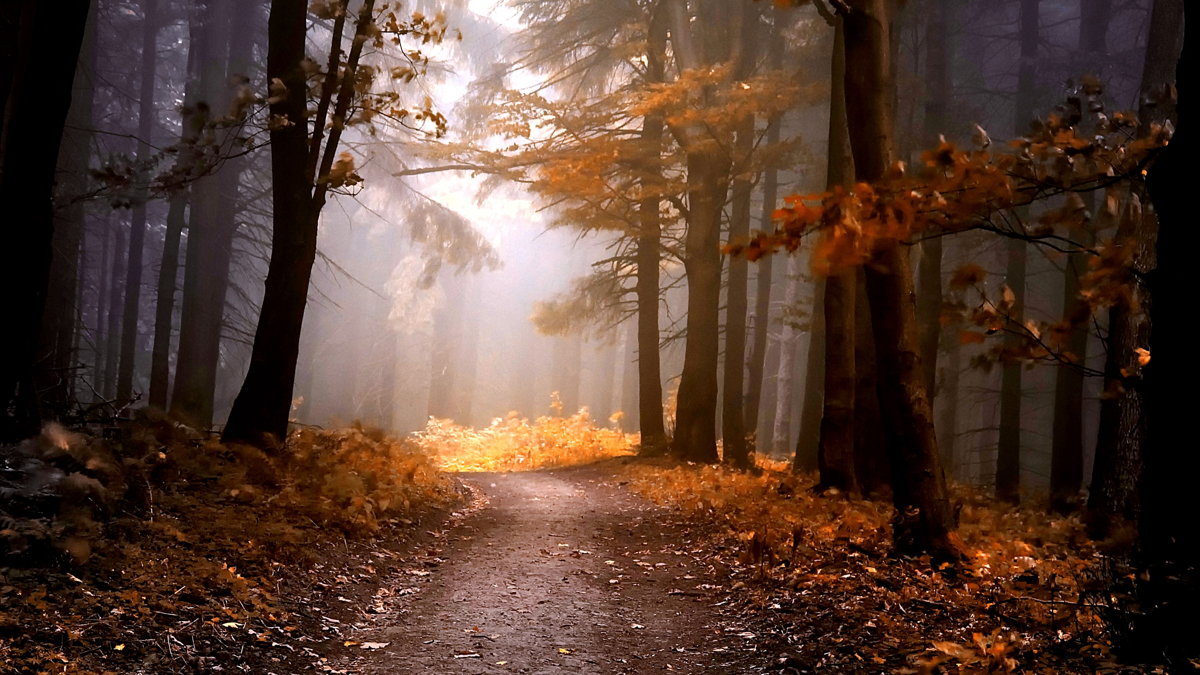 4K Fall Forest Path HD Wallpaper