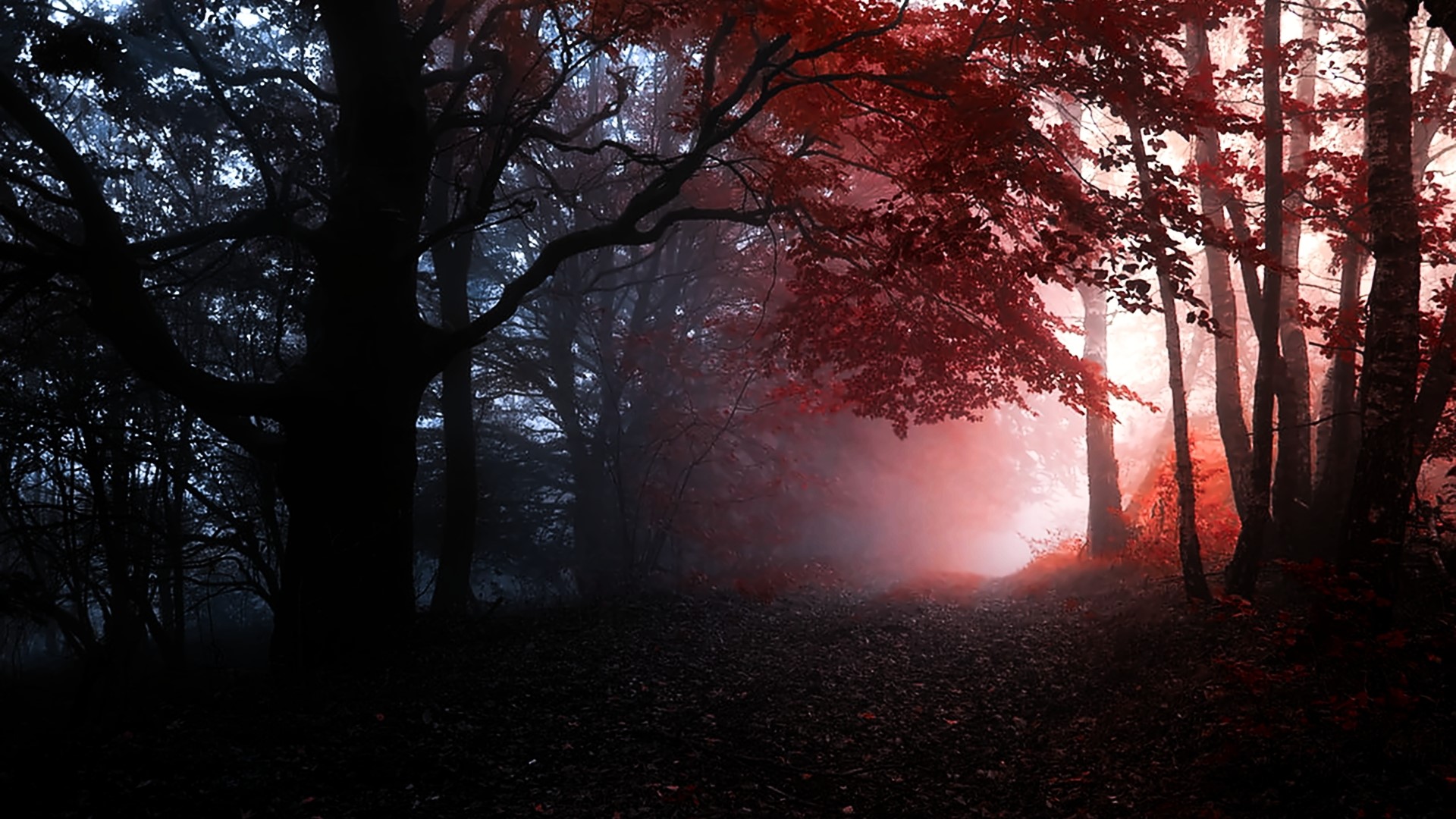Misty forest with red leaves and dark trees HD Wallpaper