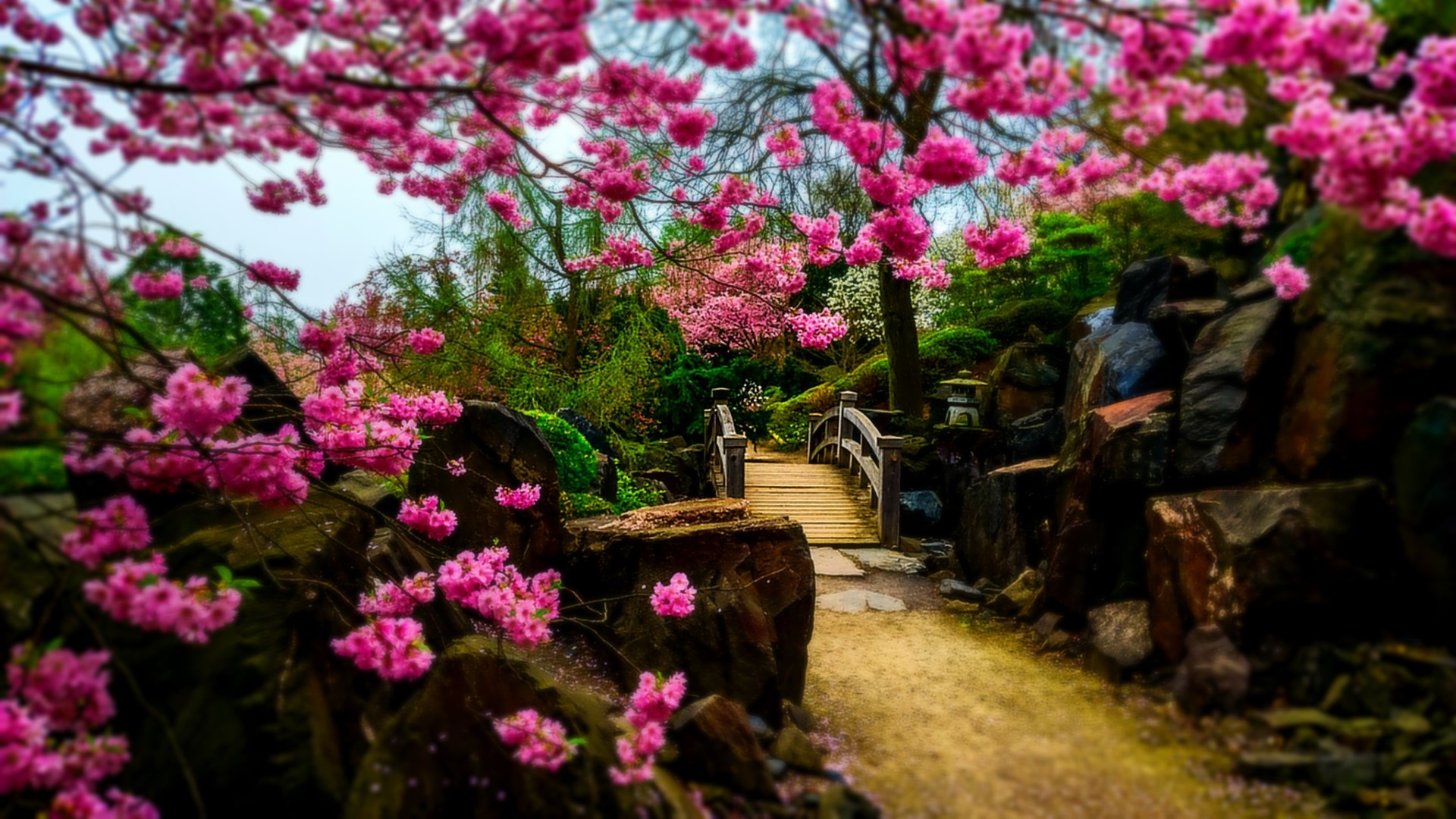Japanese Garden with Cherry Blossoms and Bridge HD Wallpaper