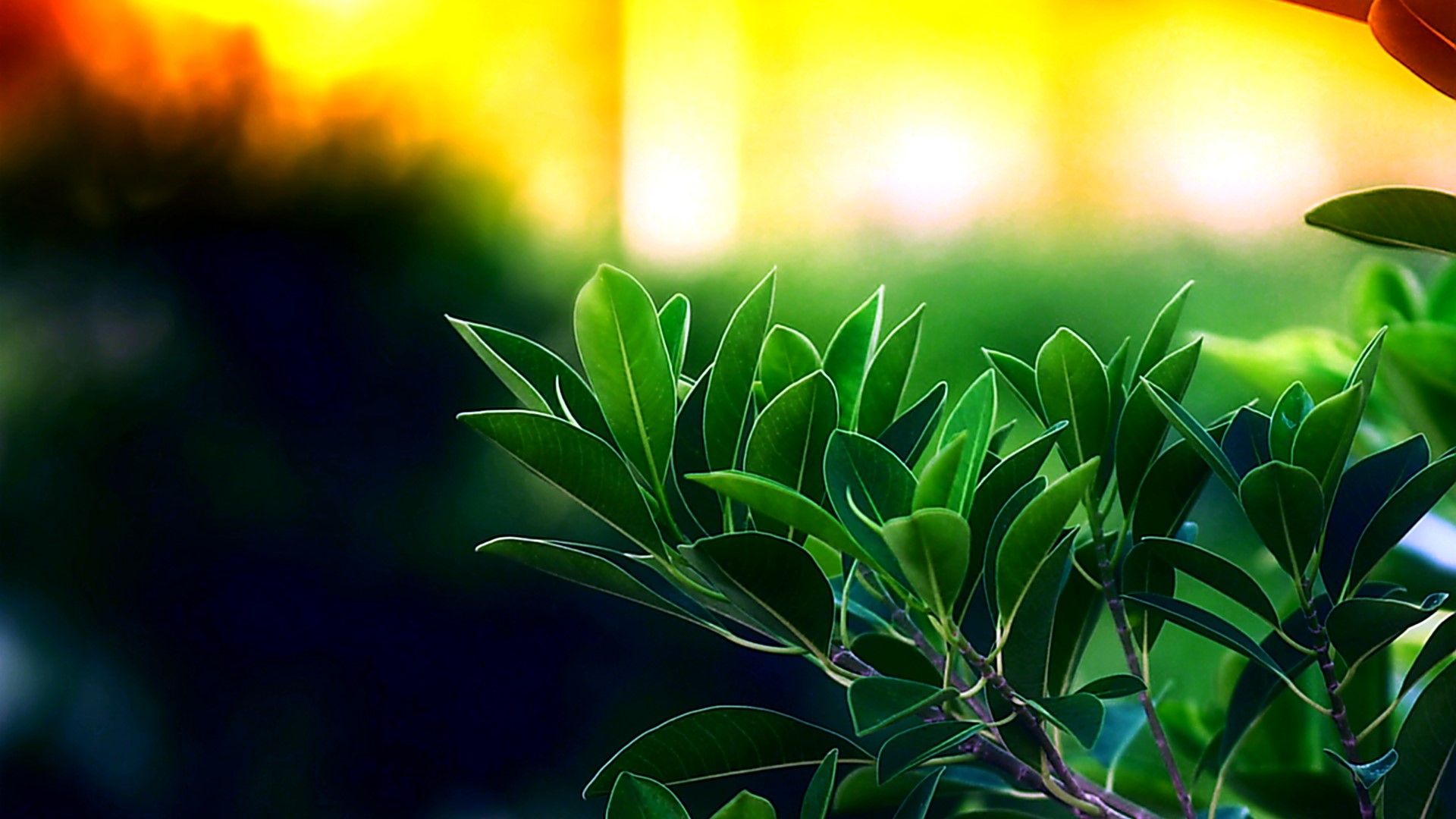 Green leaves on a branch with blurred background HD Wallpaper