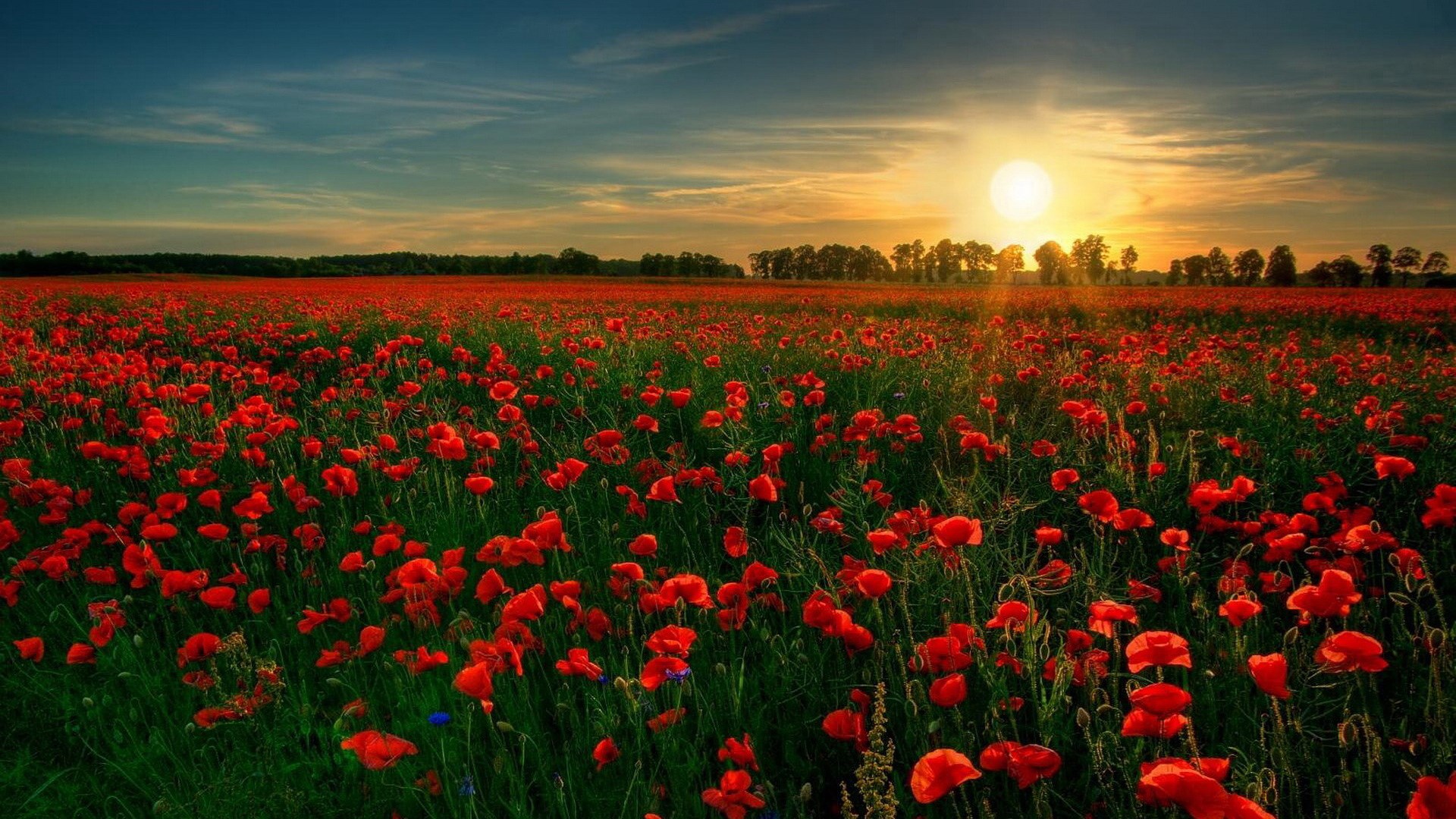 Field of red poppies at sunset HD Wallpaper