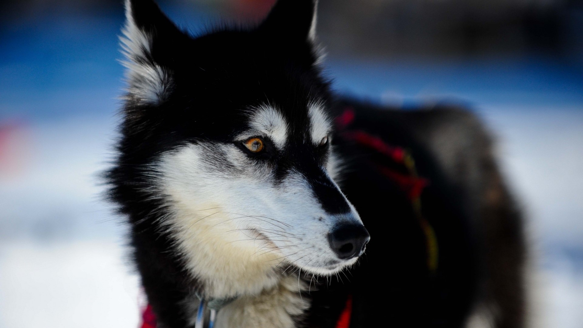 Siberian Husky dog in harness HD Wallpaper