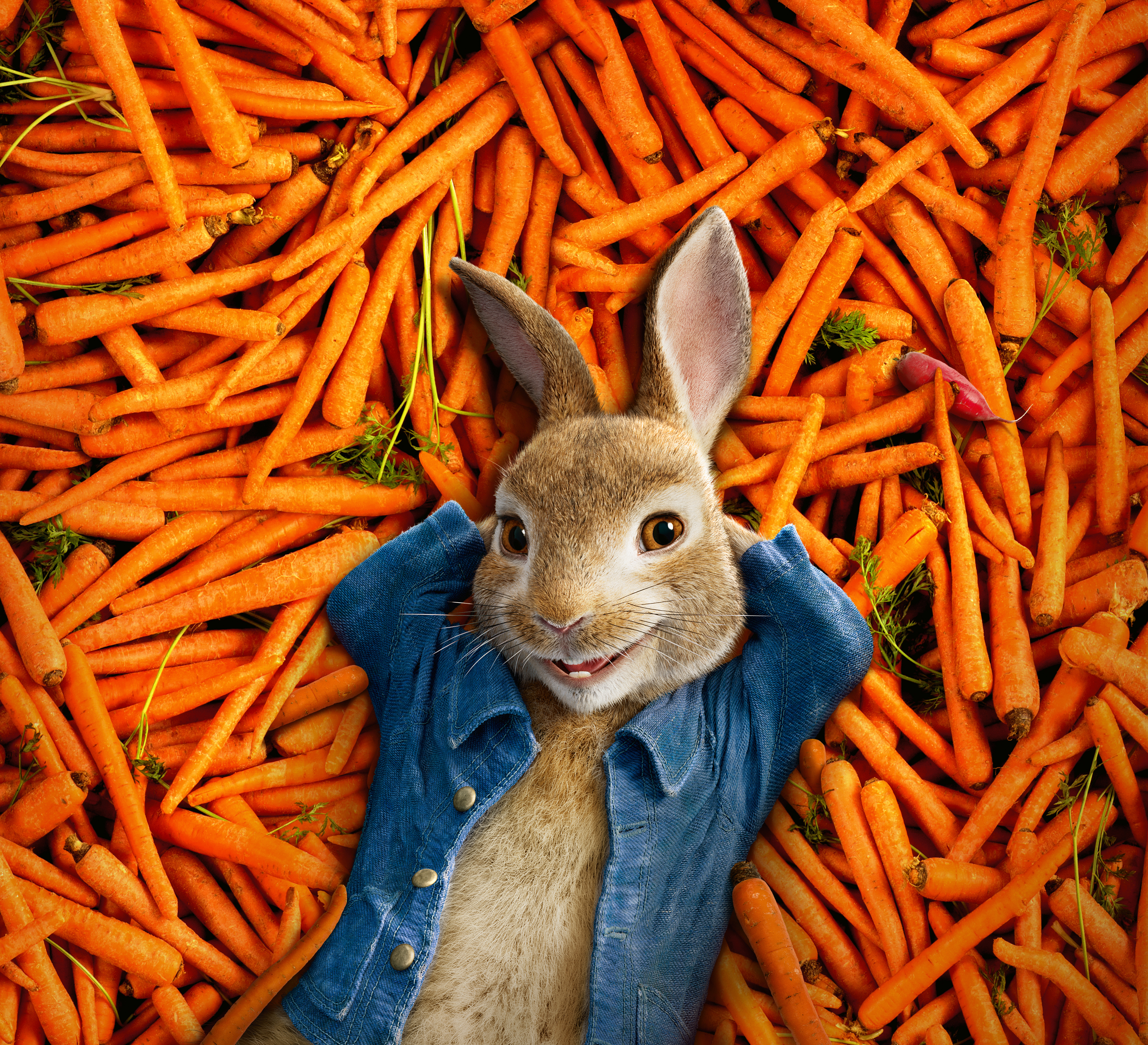 Peter Rabbit from Peter Rabbit 4K HD Wallpaper
