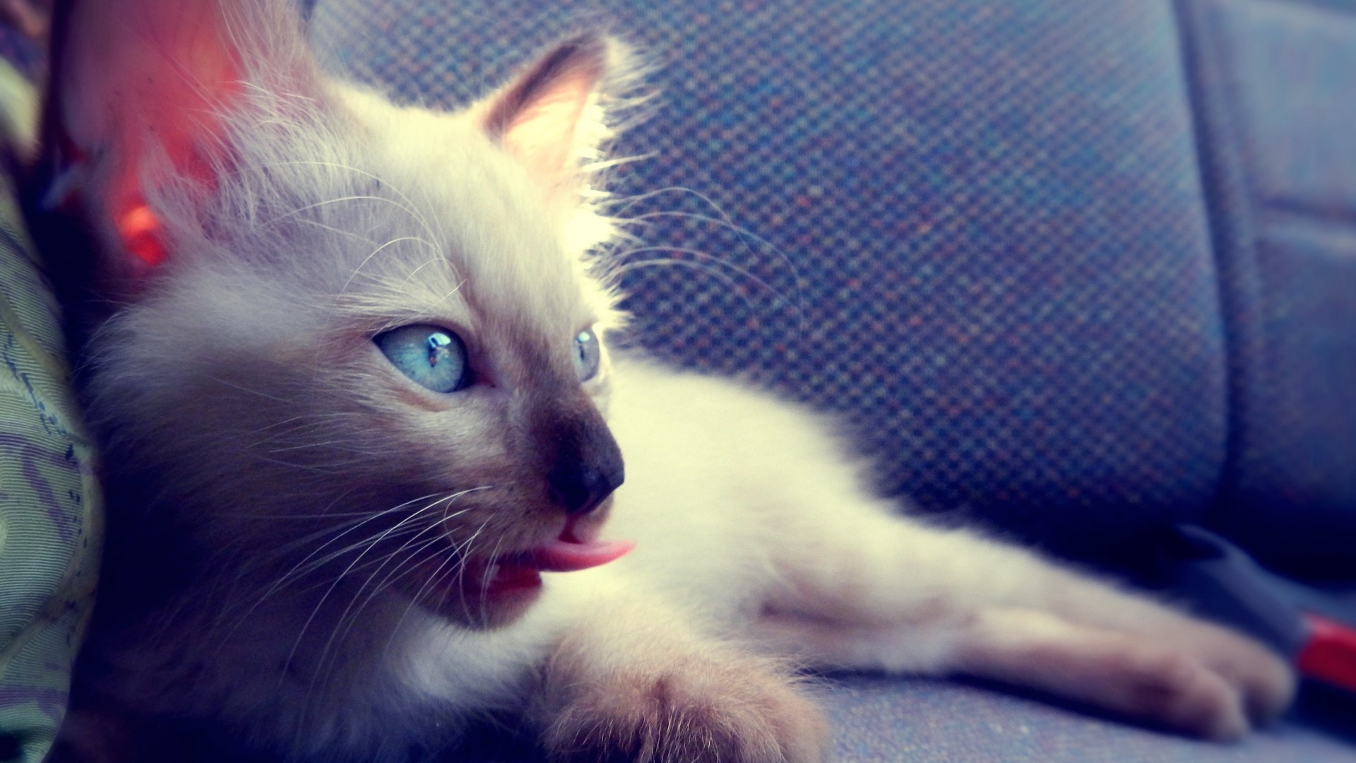 Blue-eyed kitten with tongue out HD Wallpaper