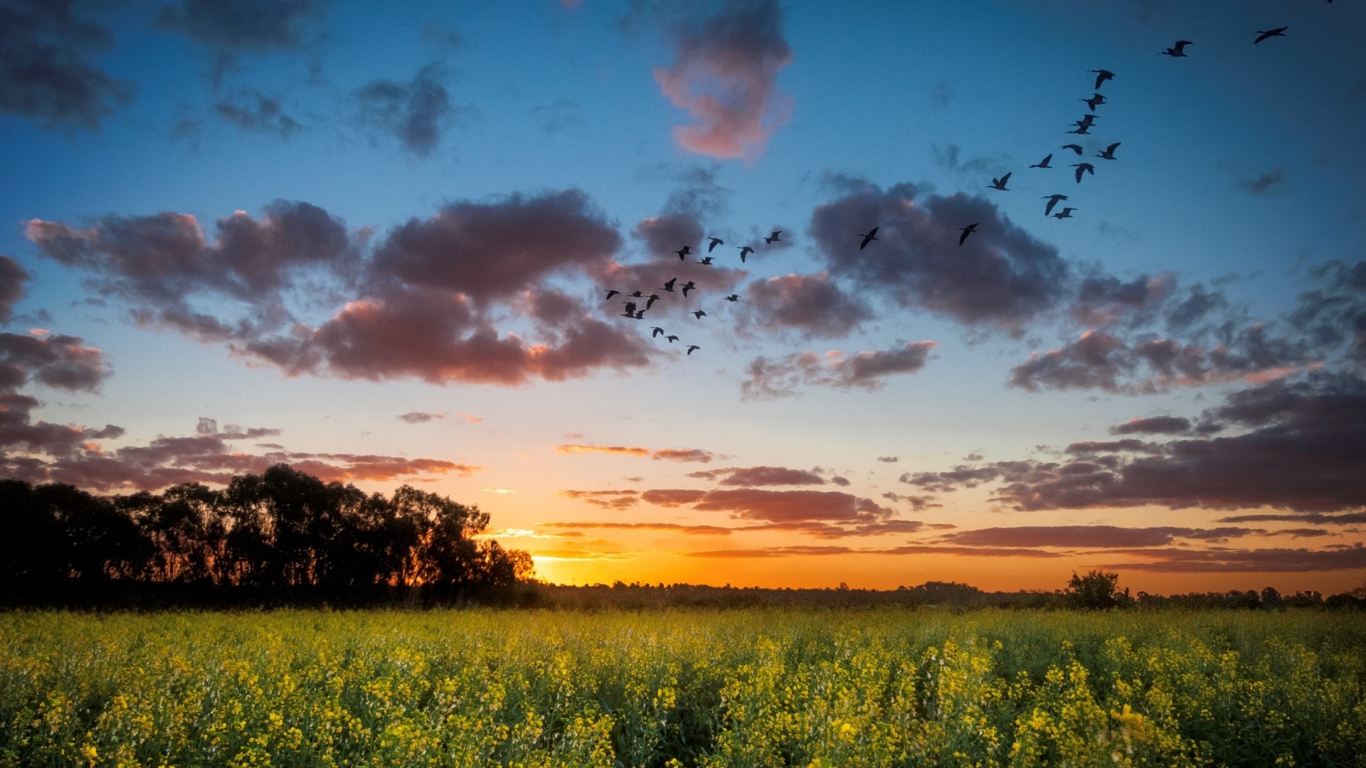 Birds flying at sunset over a field HD Wallpaper