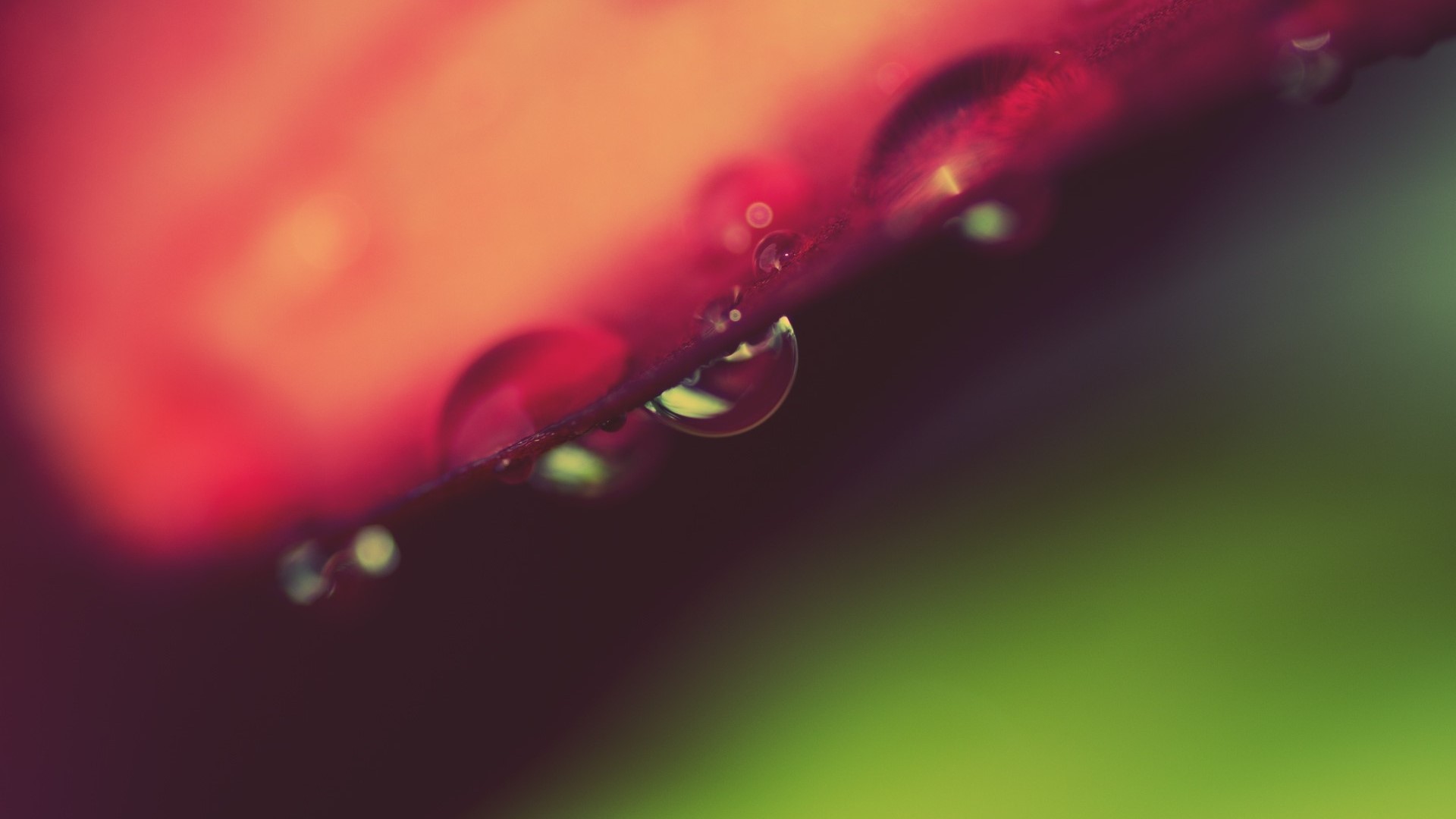 Macro Water Drops on Red Petal HD Wallpaper