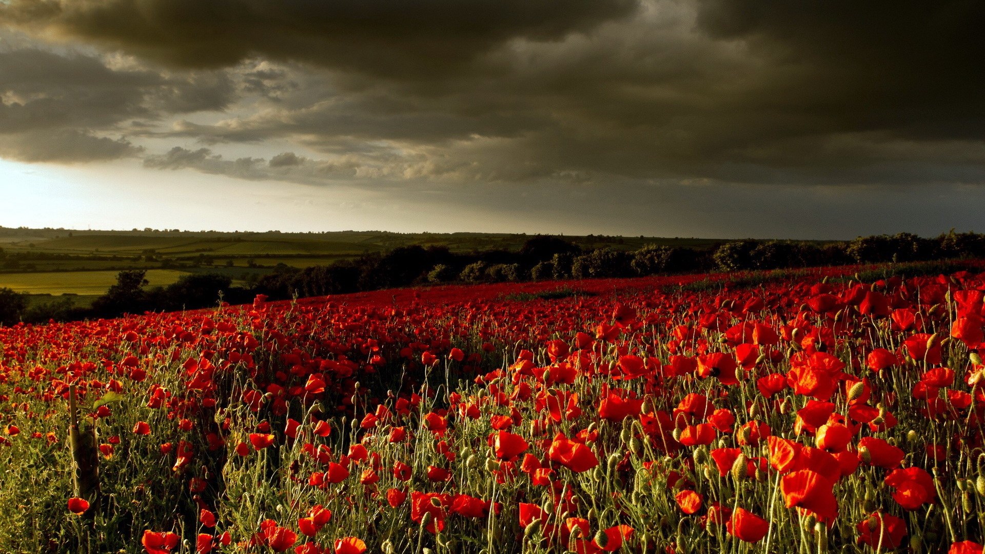 Field of red poppies under stormy sky HD Wallpaper